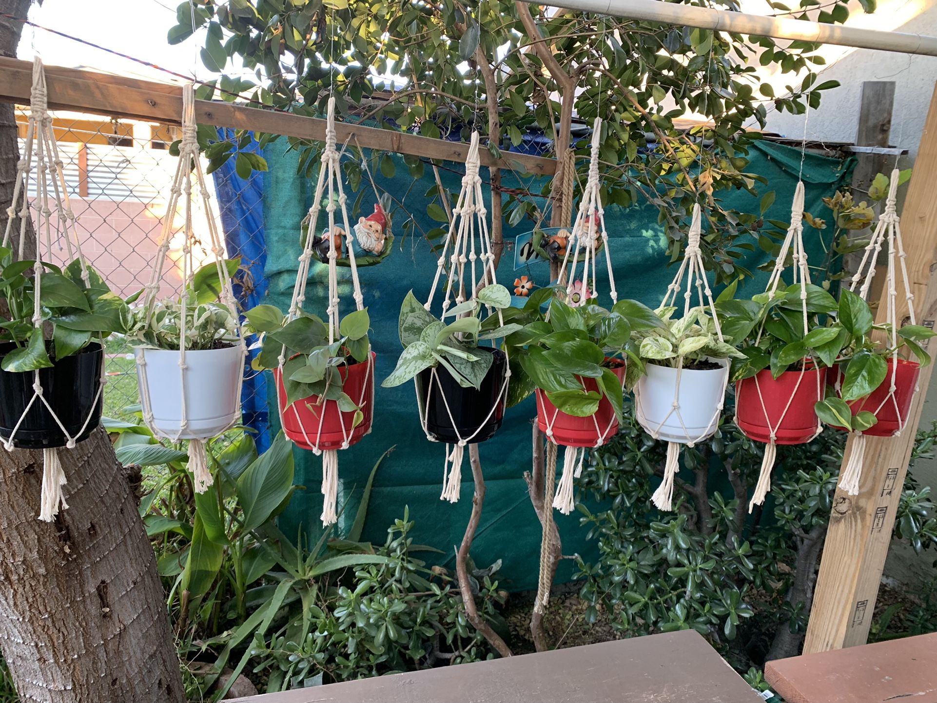 Pathos Plants Indoor Small Con Colgadera De Macramé $15 Each