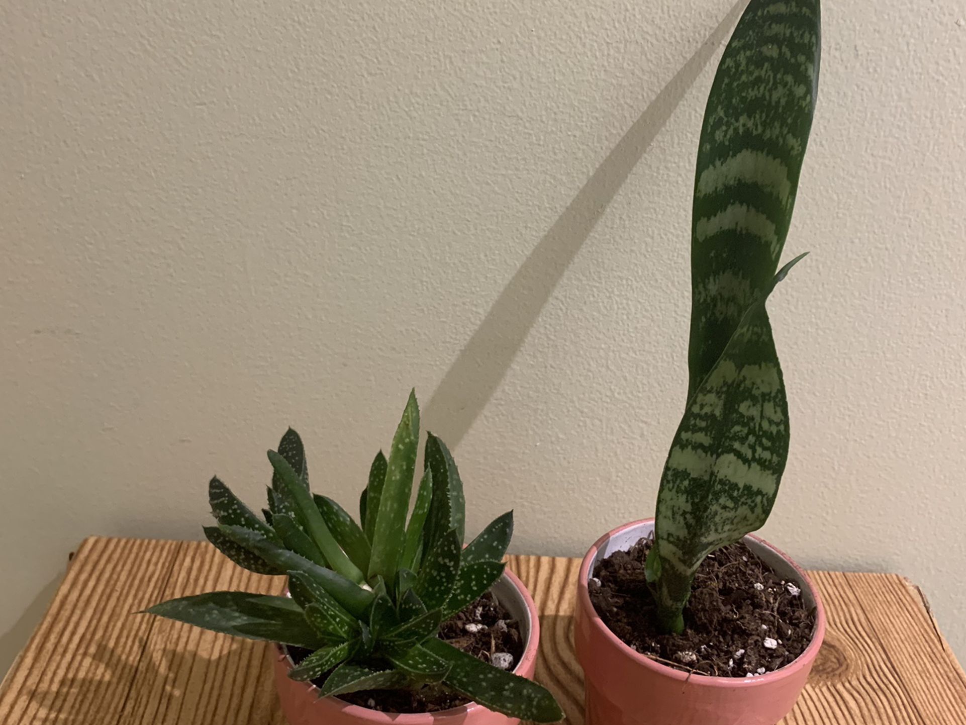 Set Of 2 Plants