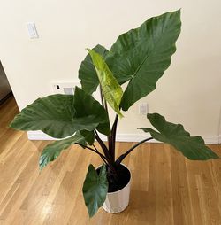 Live 5ft. Dark Star Alocasia / 2 in 1 Pot / Free Delivery Available  Thumbnail