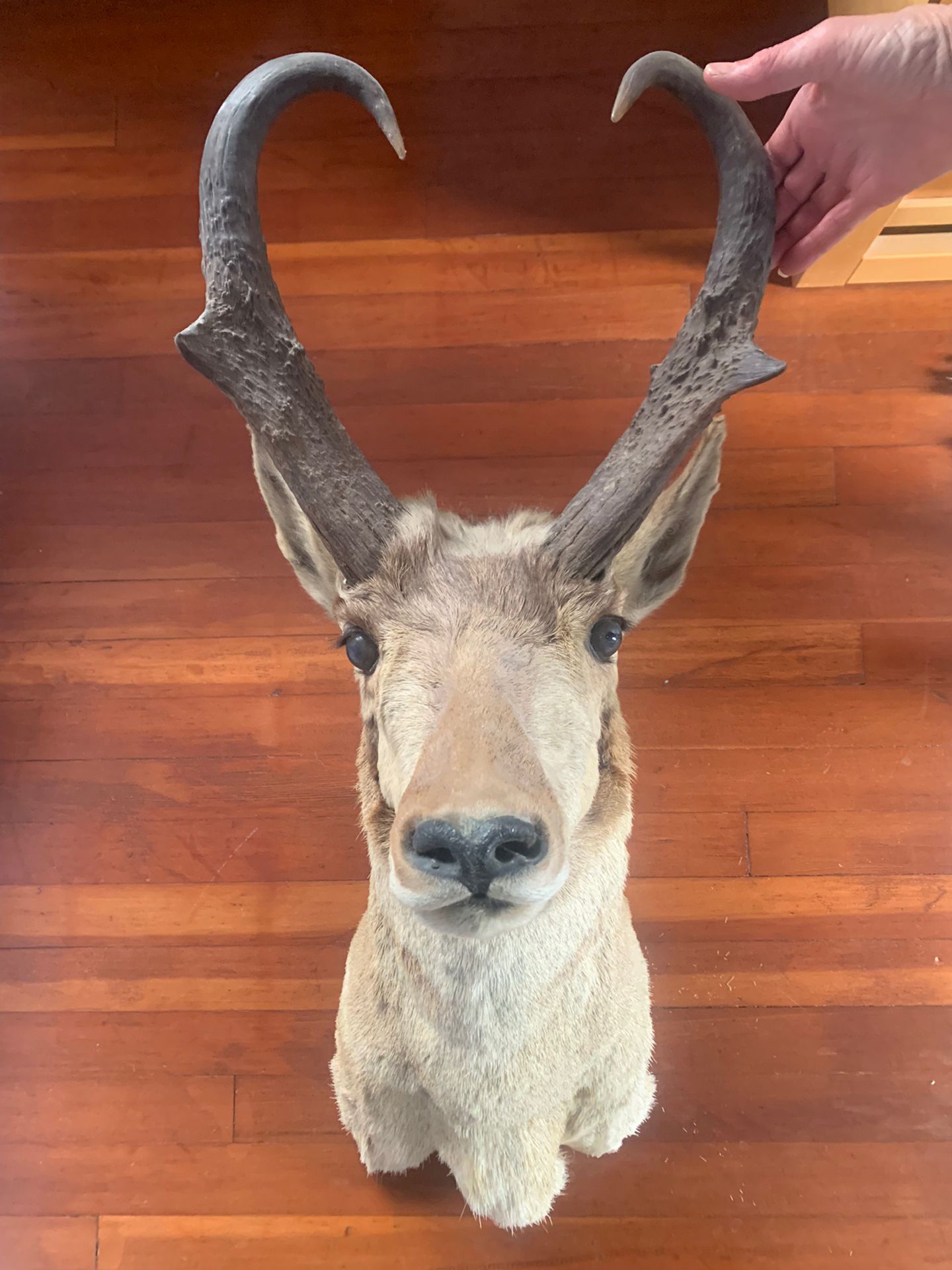 Taxidermy Antelope