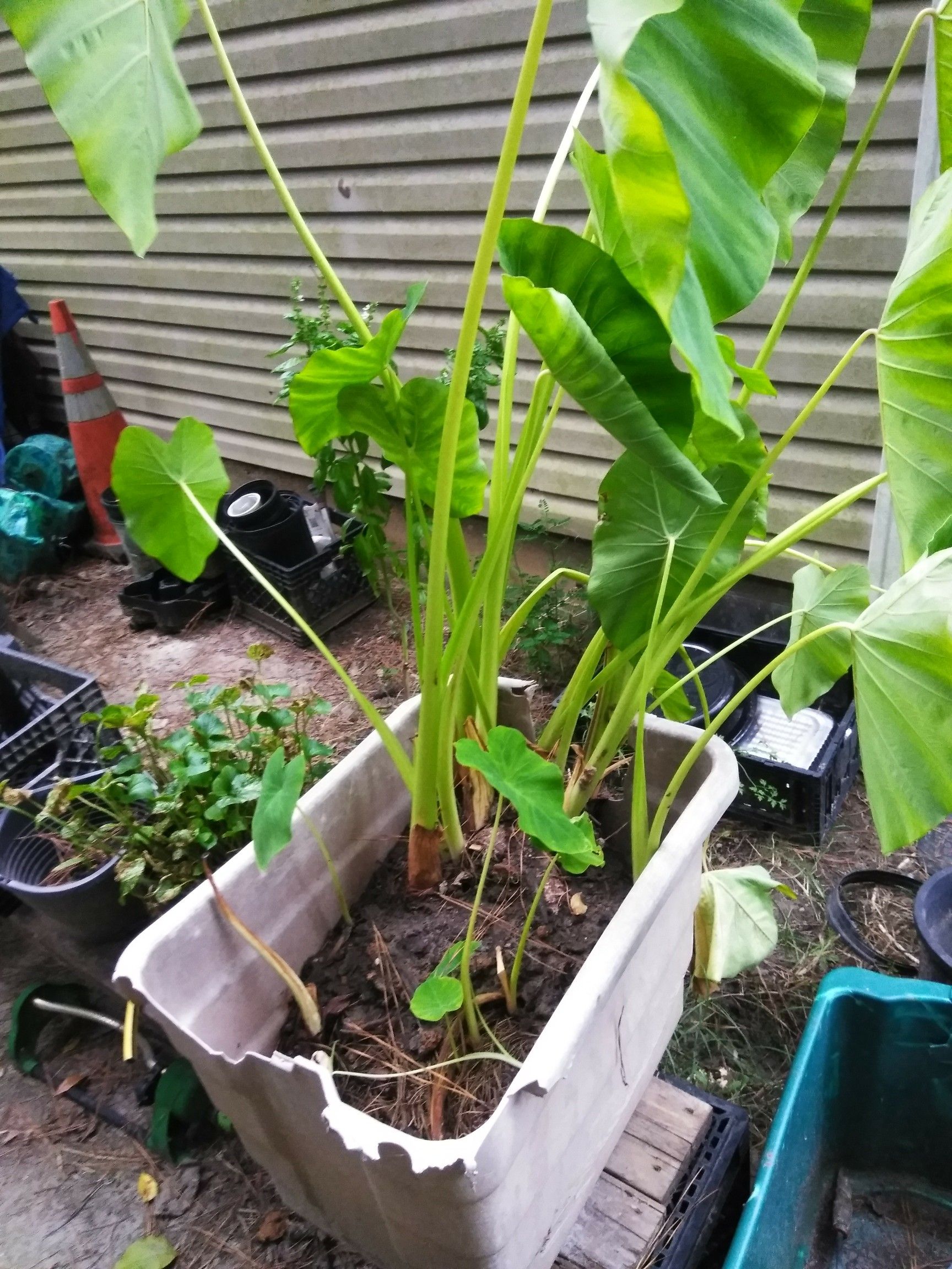 Plants Elephant Ears and Banana plants