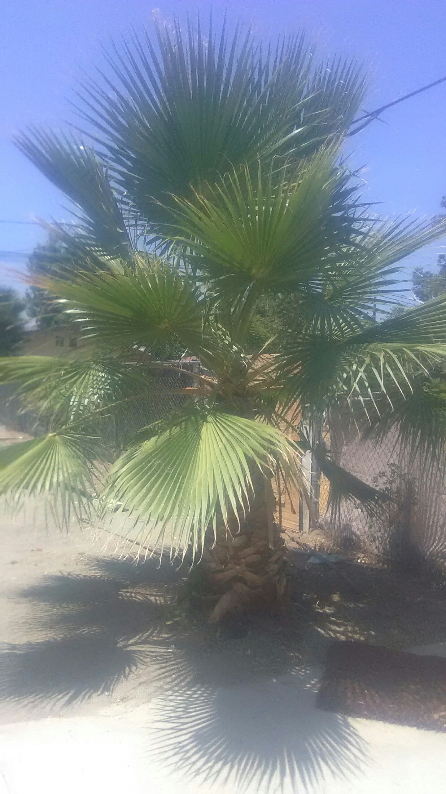 Palm tree