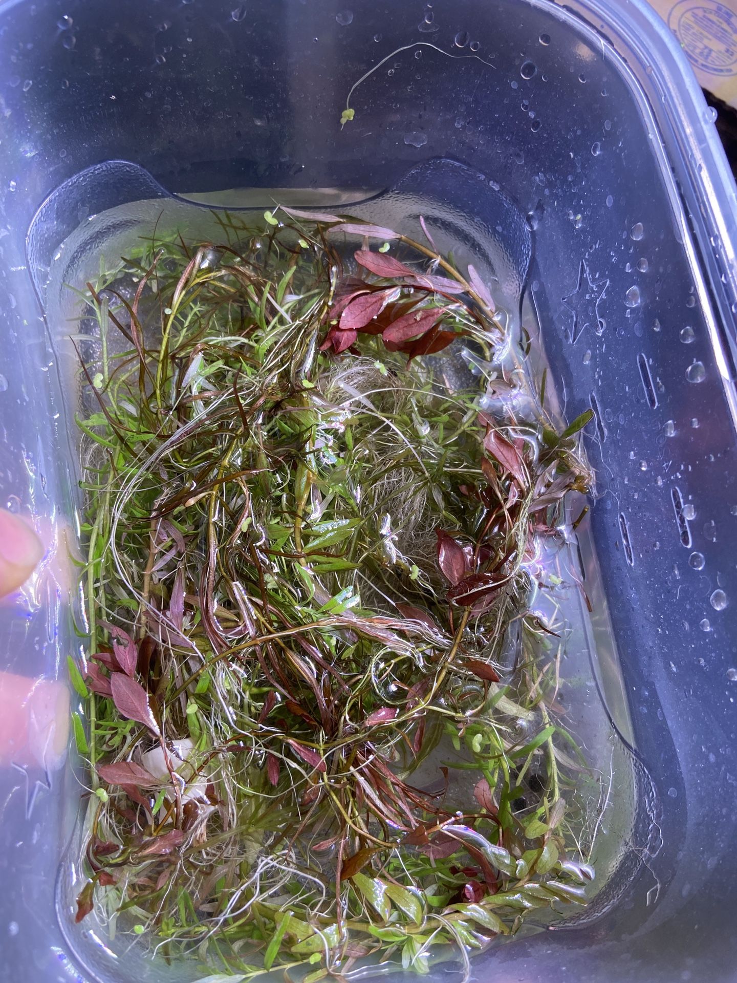 Aquarium Plants For A Fish Tank ( 7 Speices Pack)