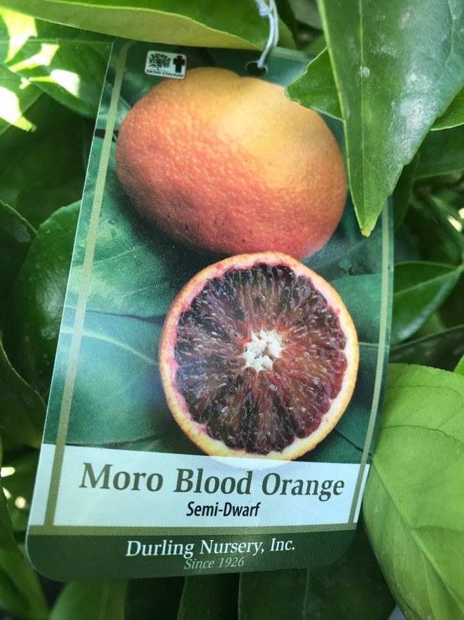 Organic 15 Gallon Moro Blood Orange Tree for Sale in Los Angeles, CA OfferUp