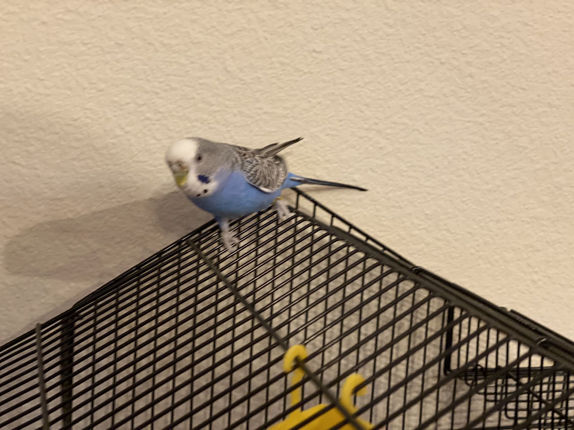Bird Cage