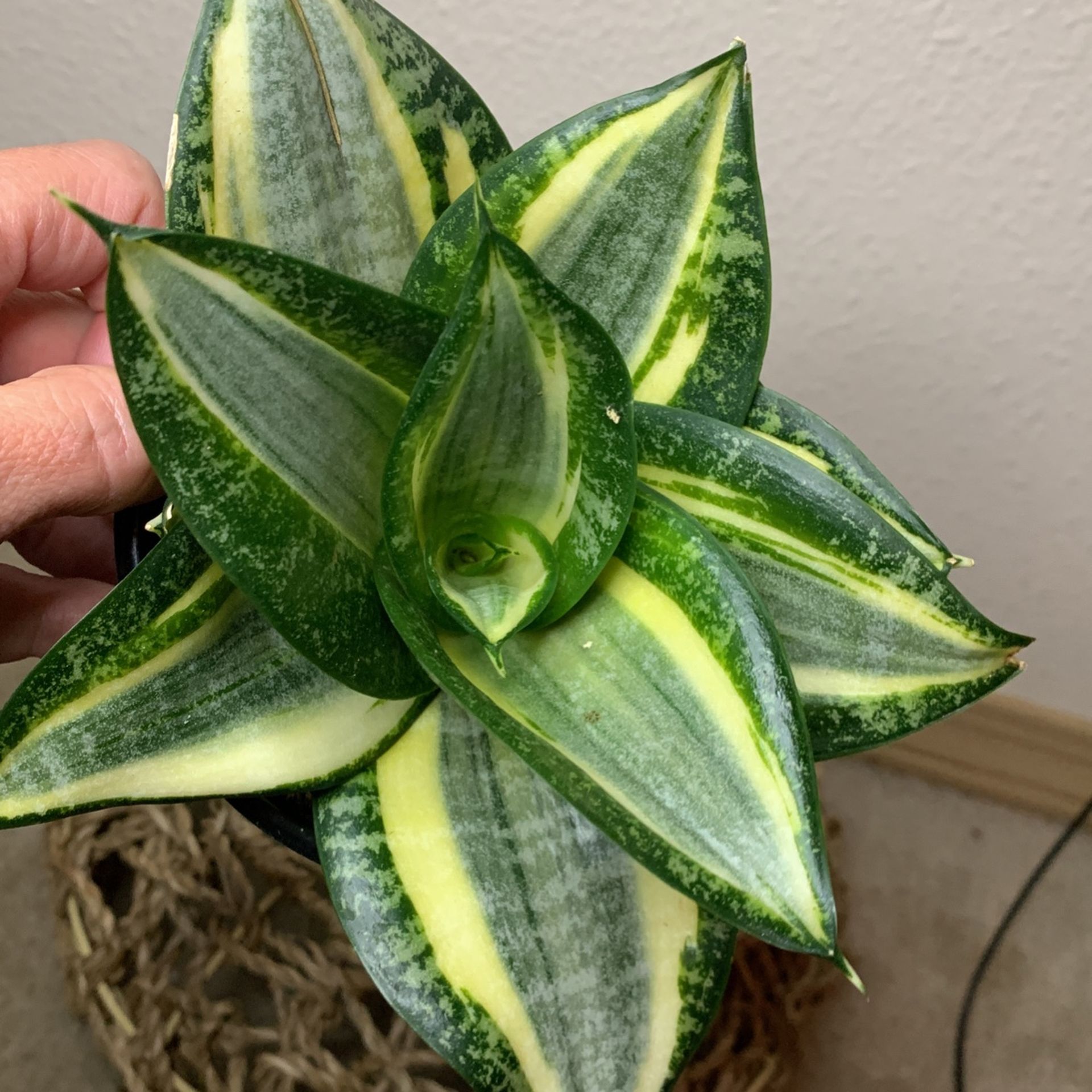 Birdsnest Snake Plant Sansiveria Low Light