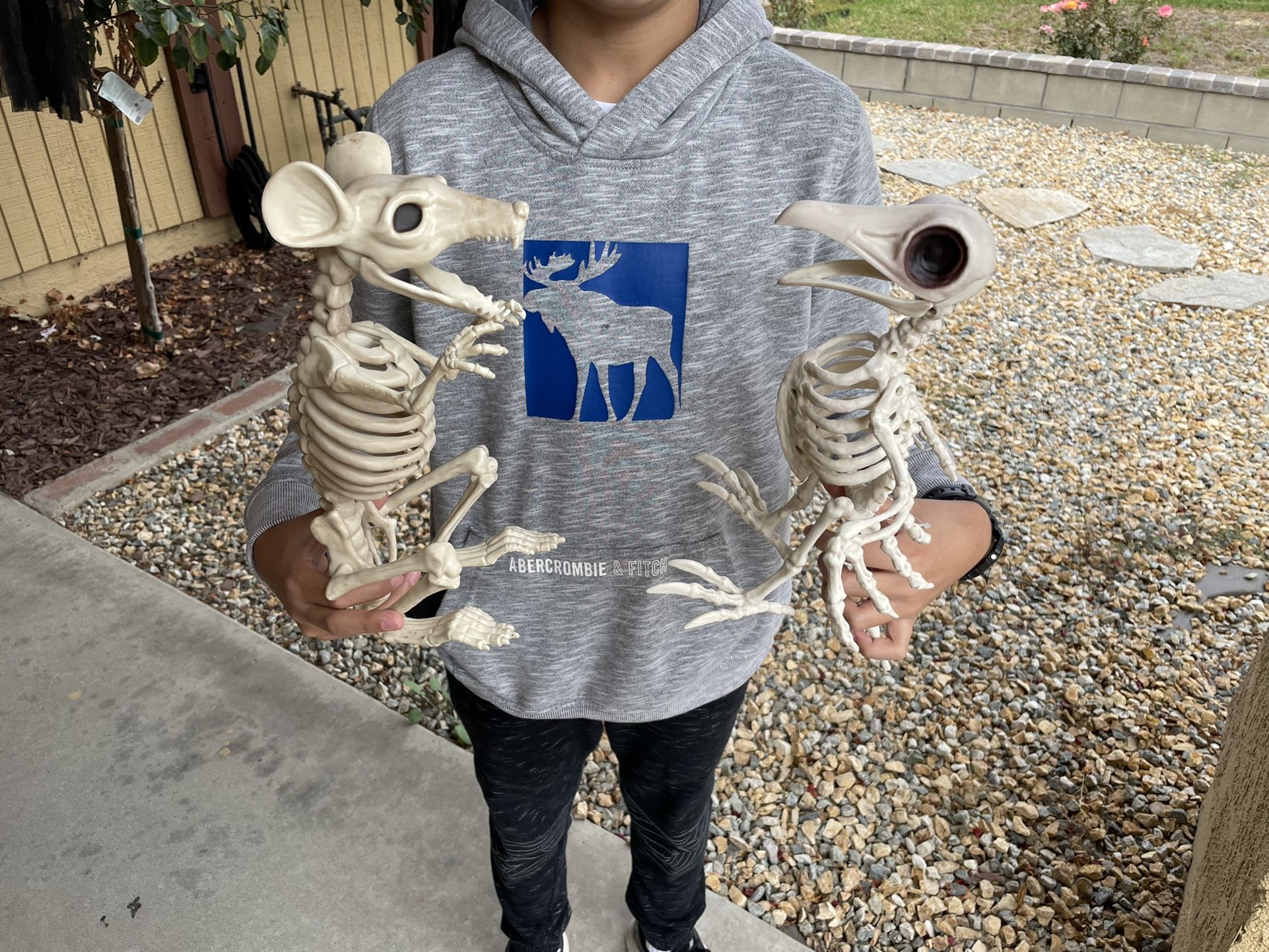 Huge Rat Skeleton With Moving Mouth That Opens And Closes - Halloween Decoration / Prop