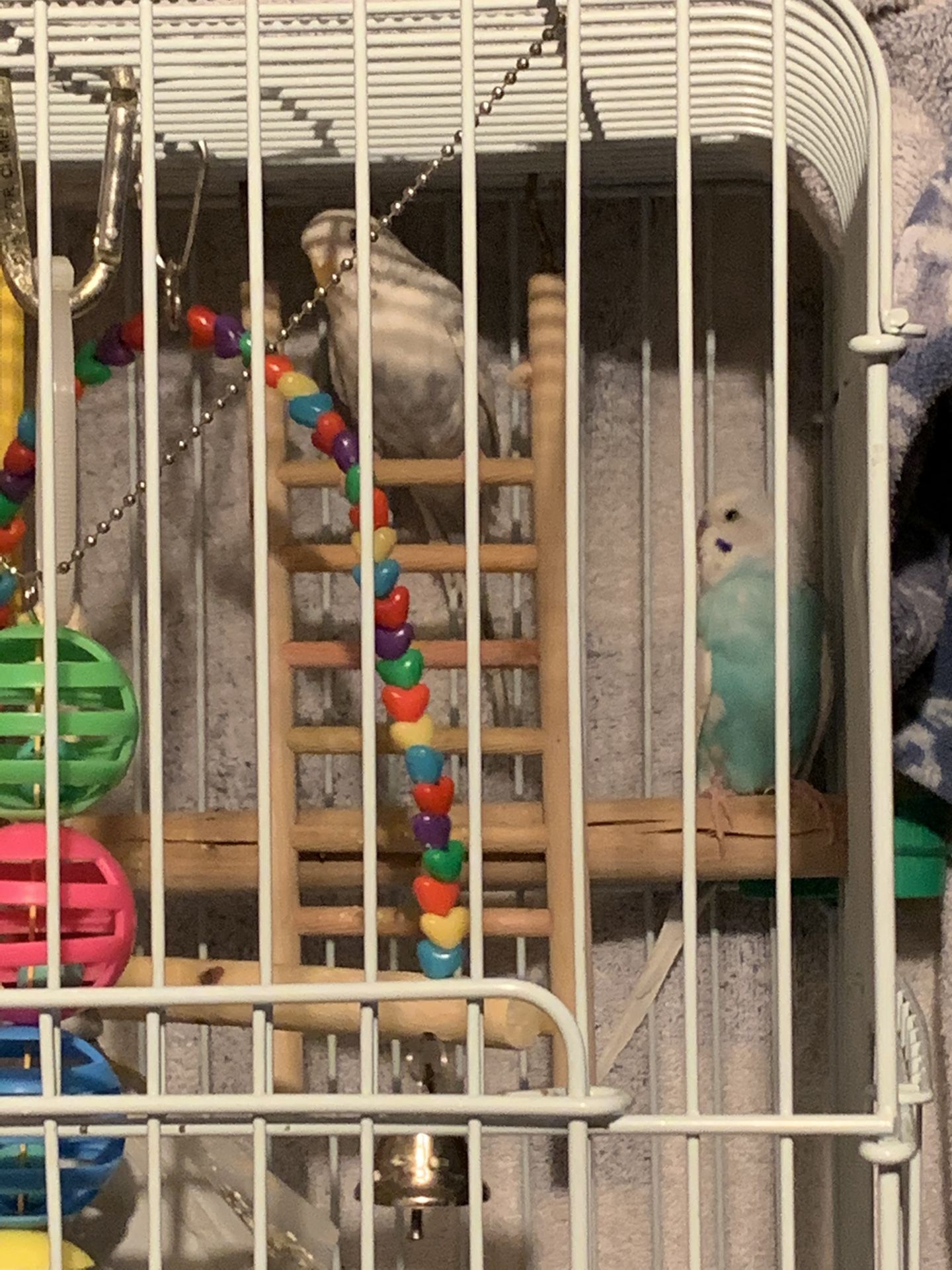2 parakeets, the cage with stand and food