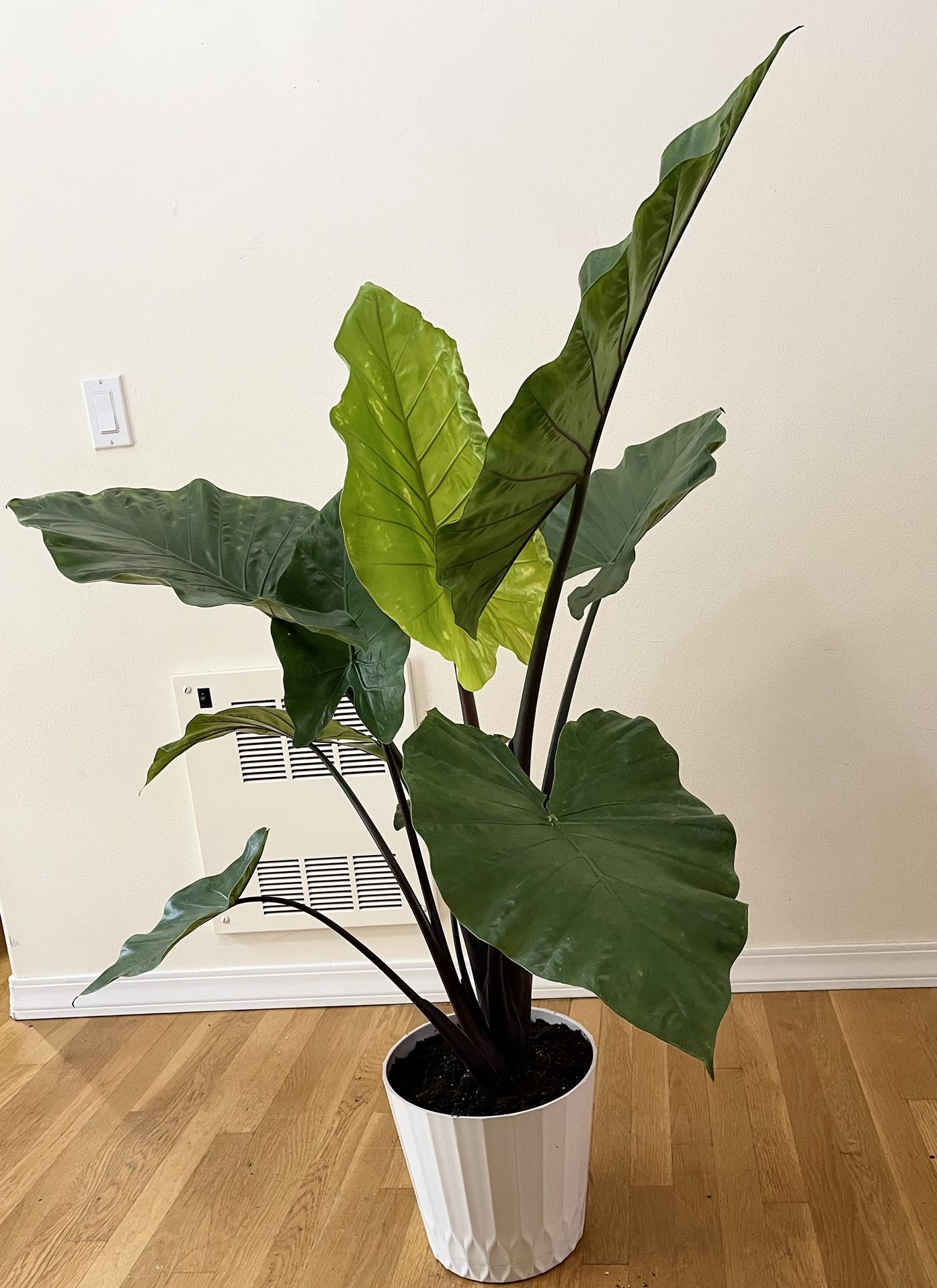 Live 5ft. Dark Star Alocasia / 2 in 1 Pot / Free Delivery Available