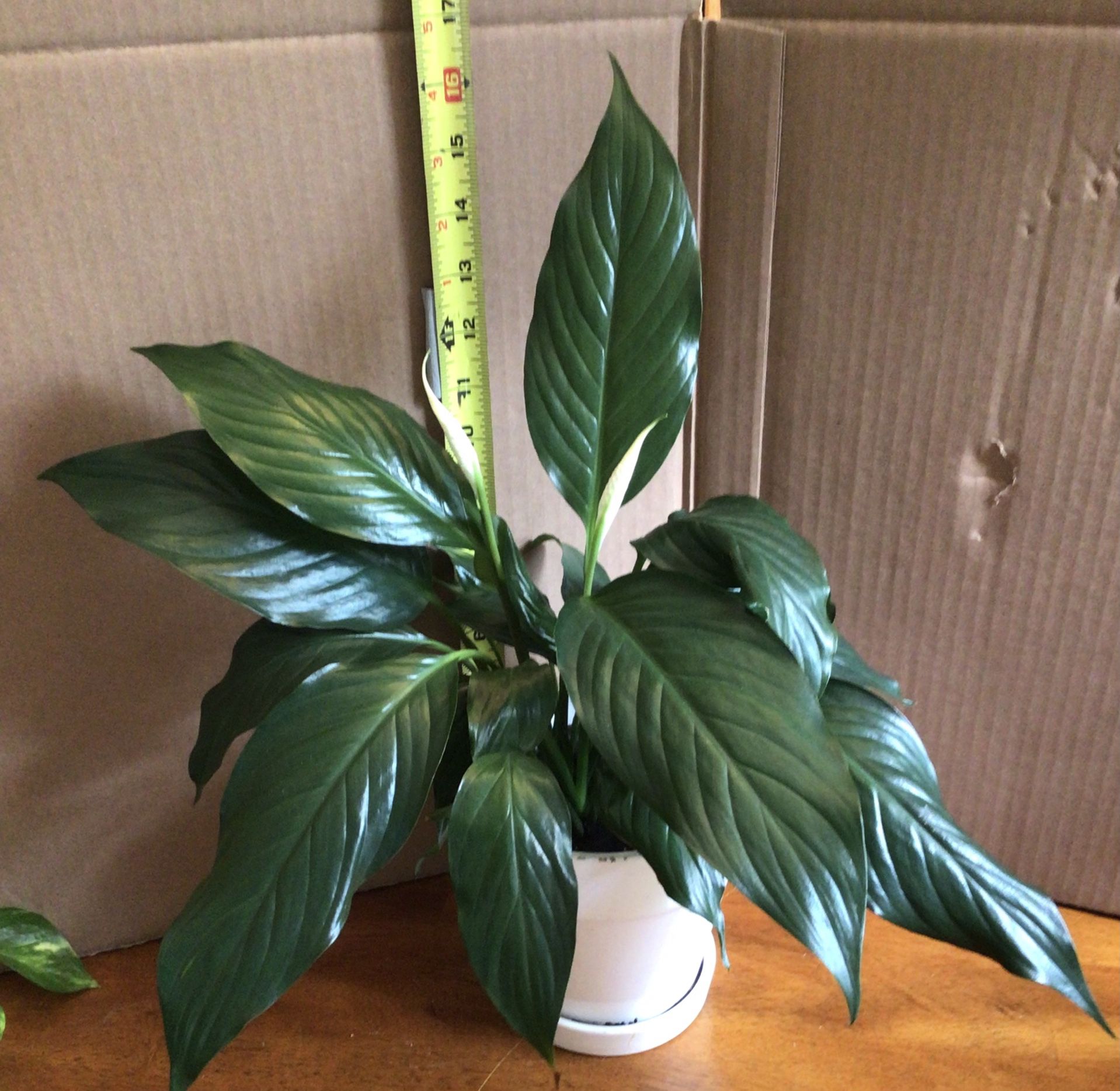 Peace Lily Houseplant In Ceramic