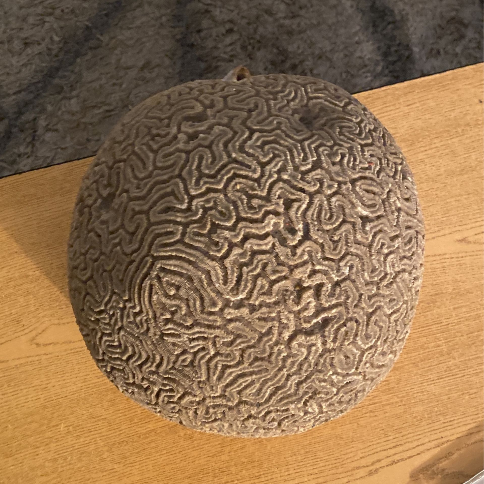 Brain coral