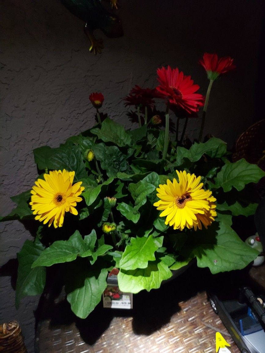 Beautiful Flowers