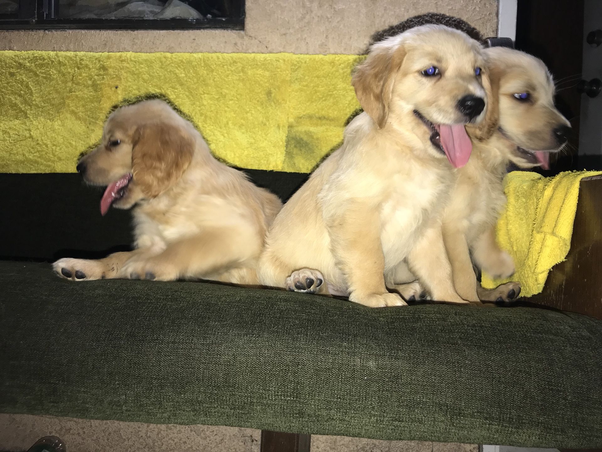 Golden Retriever Puppies For Sale In San Bernardino Ca Offerup