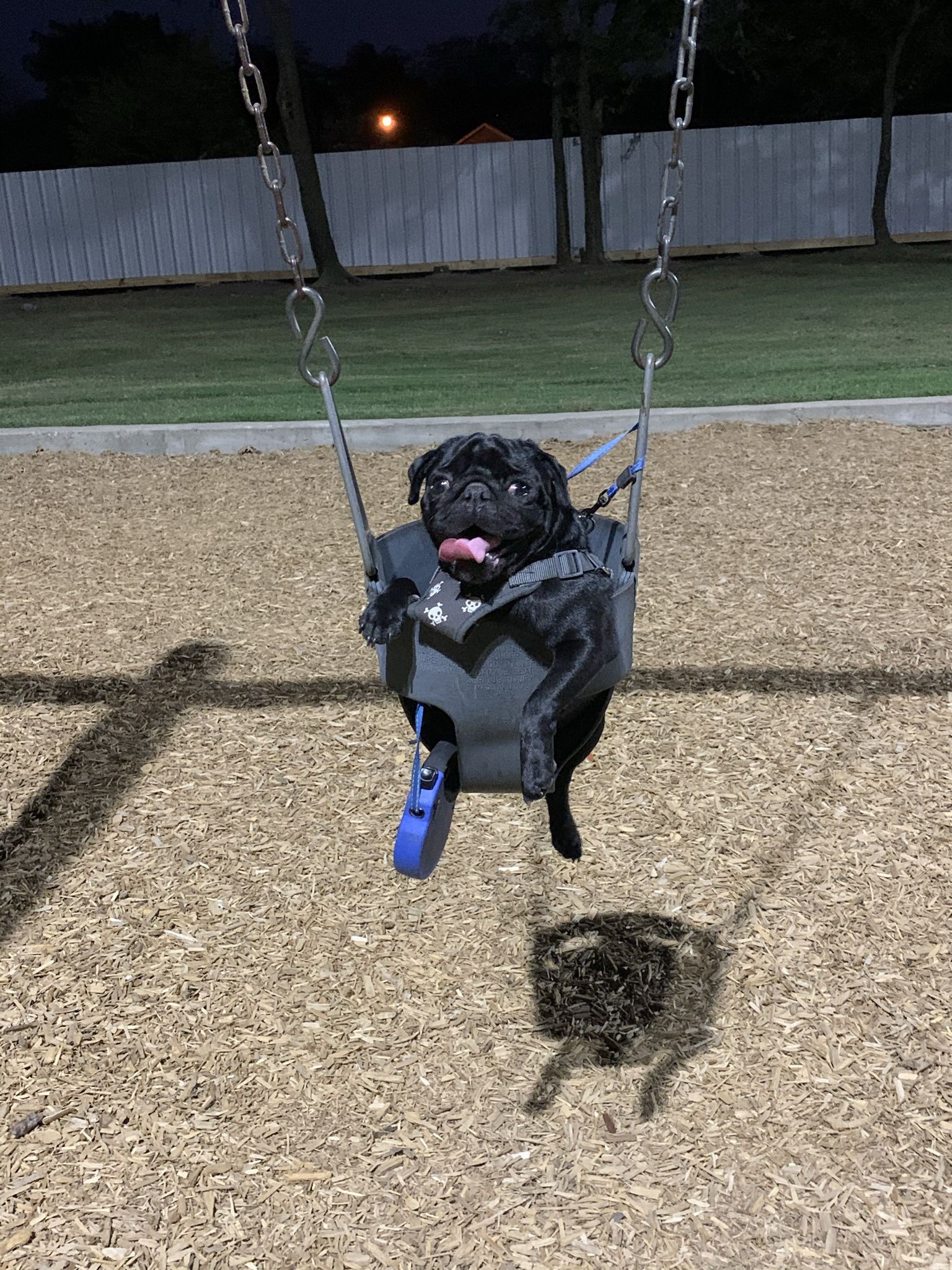 Pug For Sale