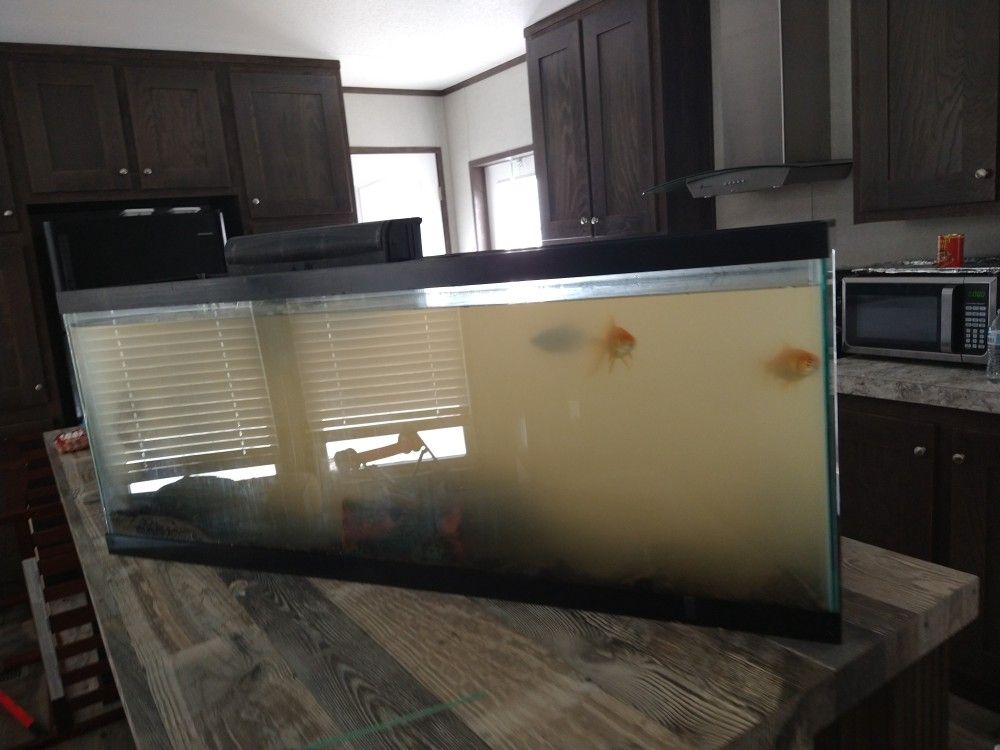 Fish Tank
