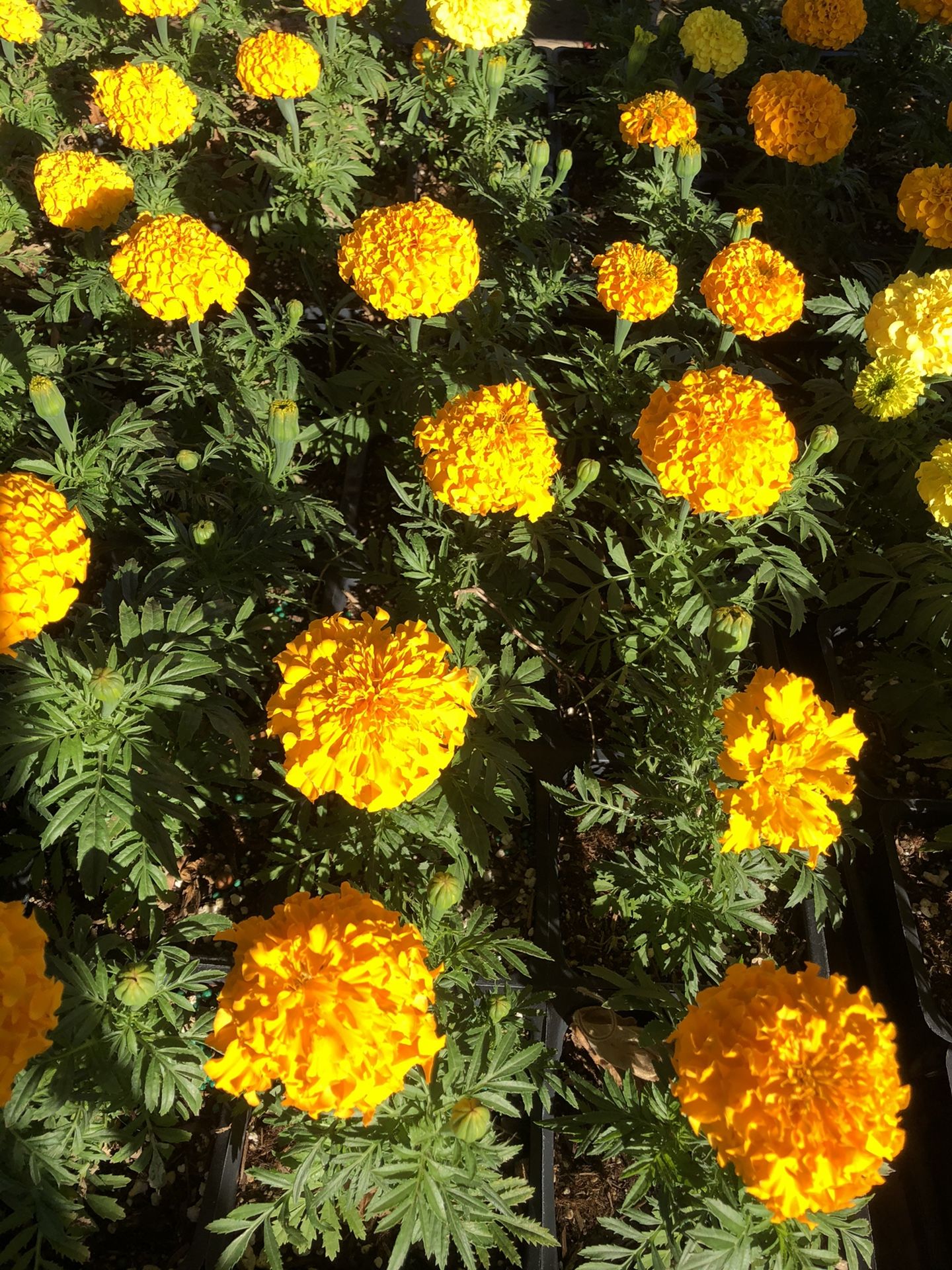 Marigold (cempasúchil flor) Mexican marigold plant for
