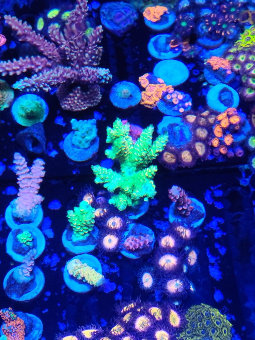 Homewrecker Acro Mini Colony Coral Frag