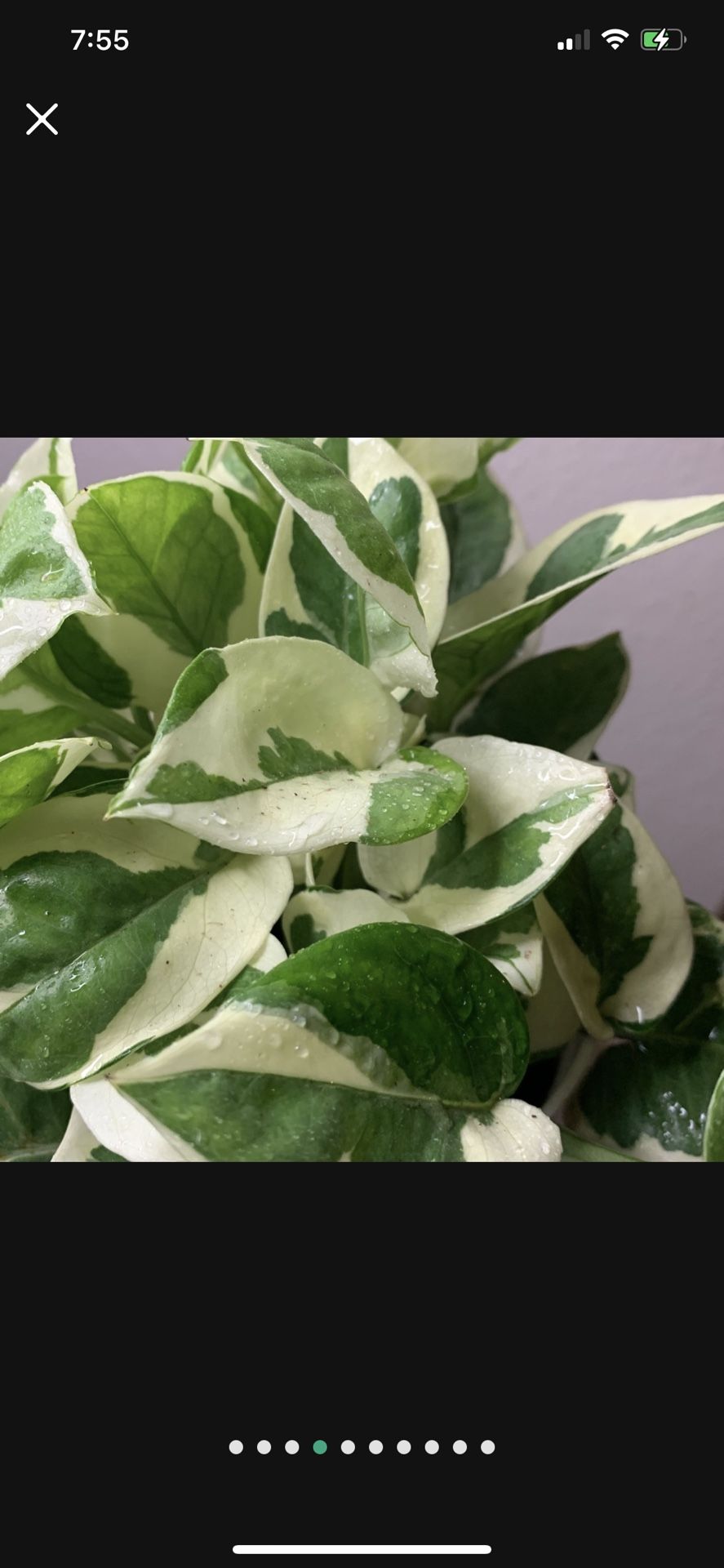 Pearls And Jade Pothos