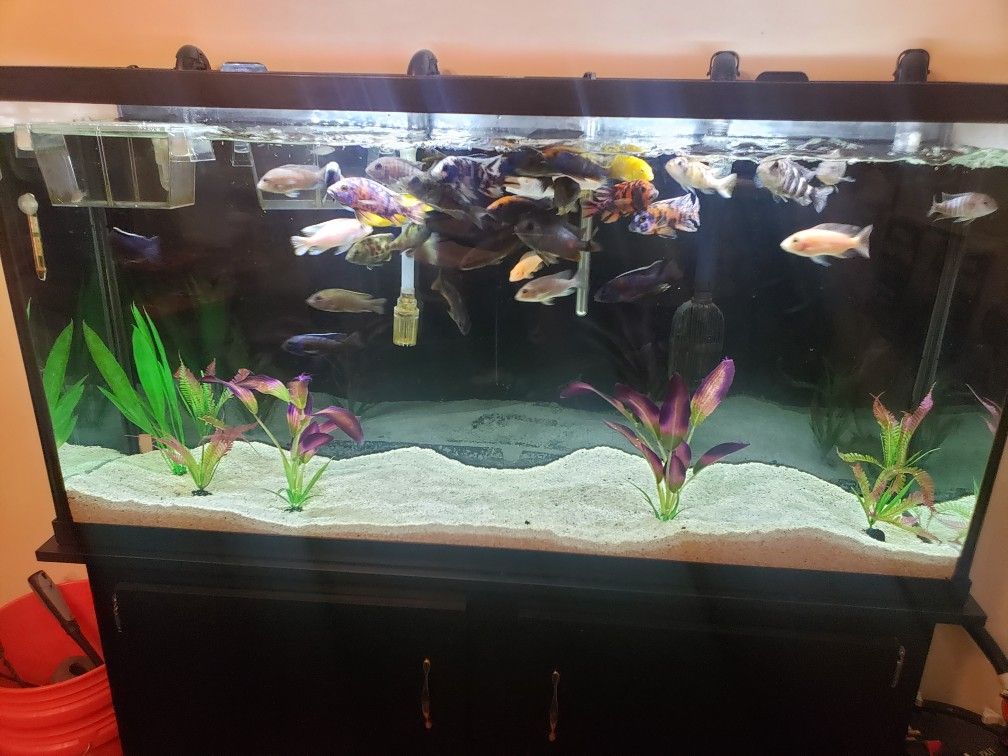 Aquariums Full Set Up