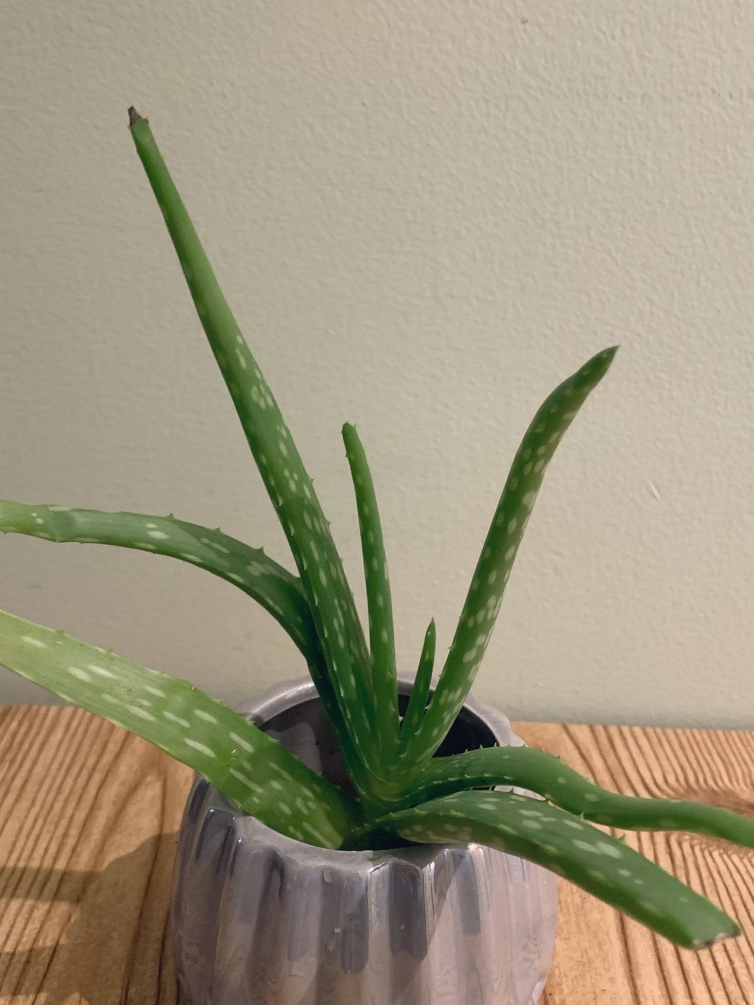 Aloe Vera Plant