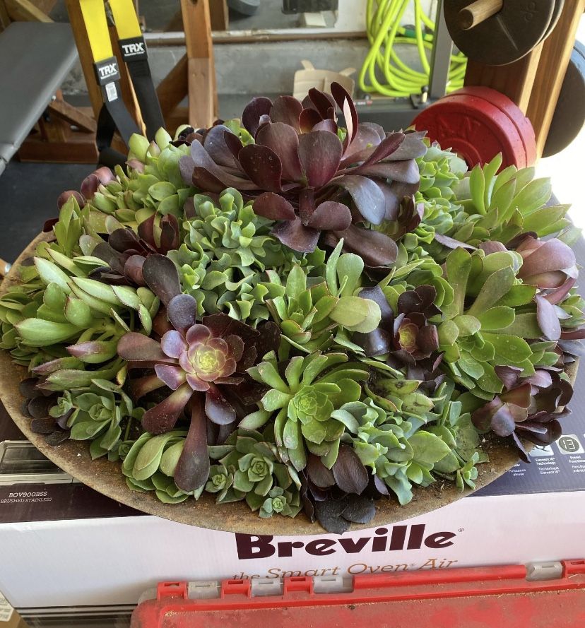 Succulent Planter $50