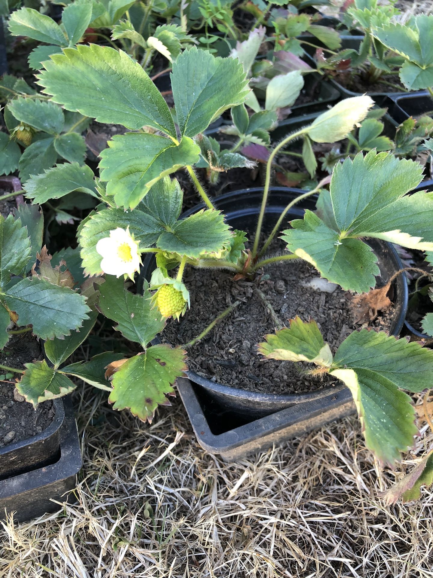 Quinault everbearing strawberry plants for Sale in Seattle, WA OfferUp