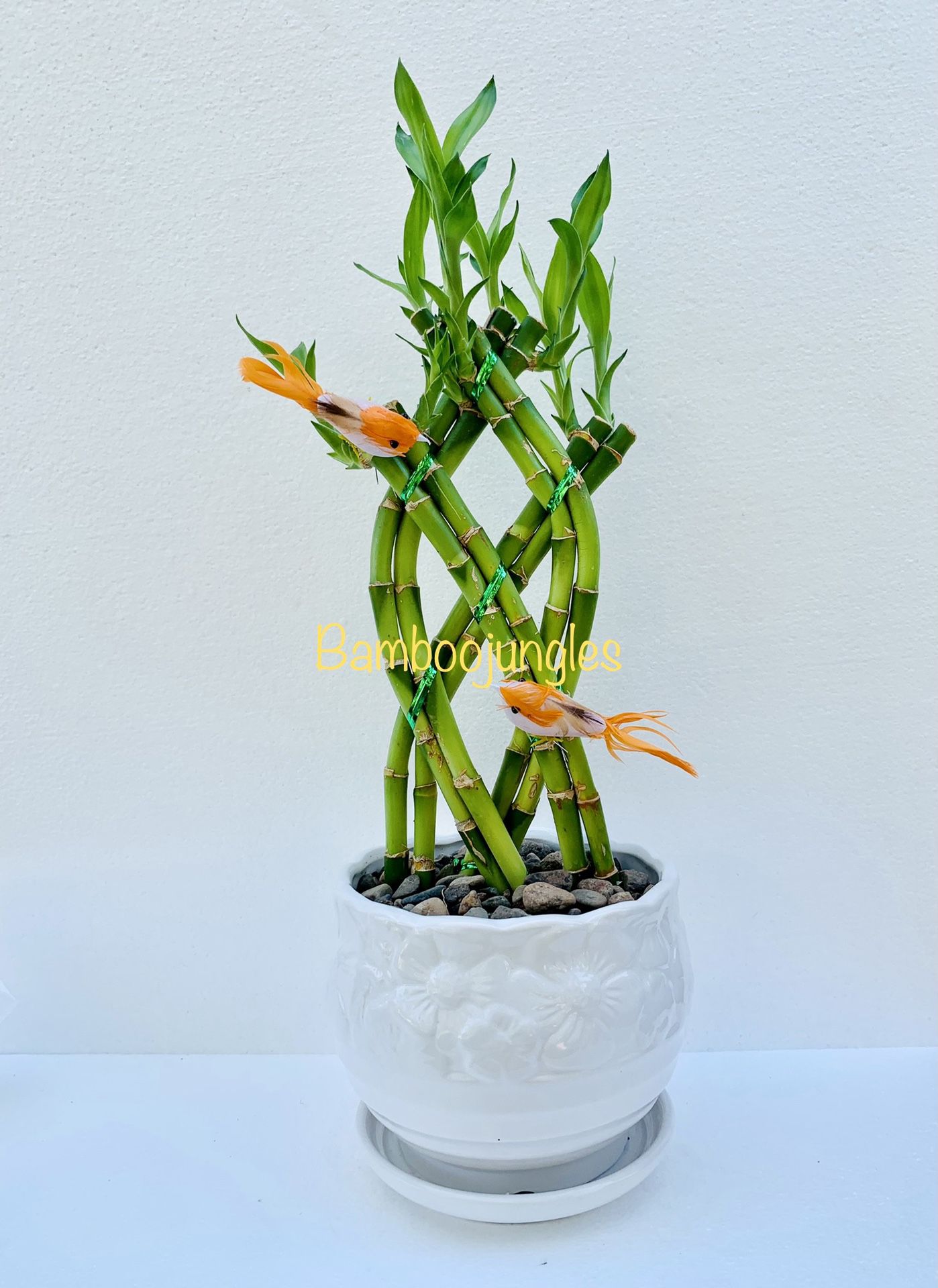 SHIPPING AVAILABLE Trellis Lucky Bamboo Live Plant Ceramic Pot Assorted Color Bird 14" Tall $12/each