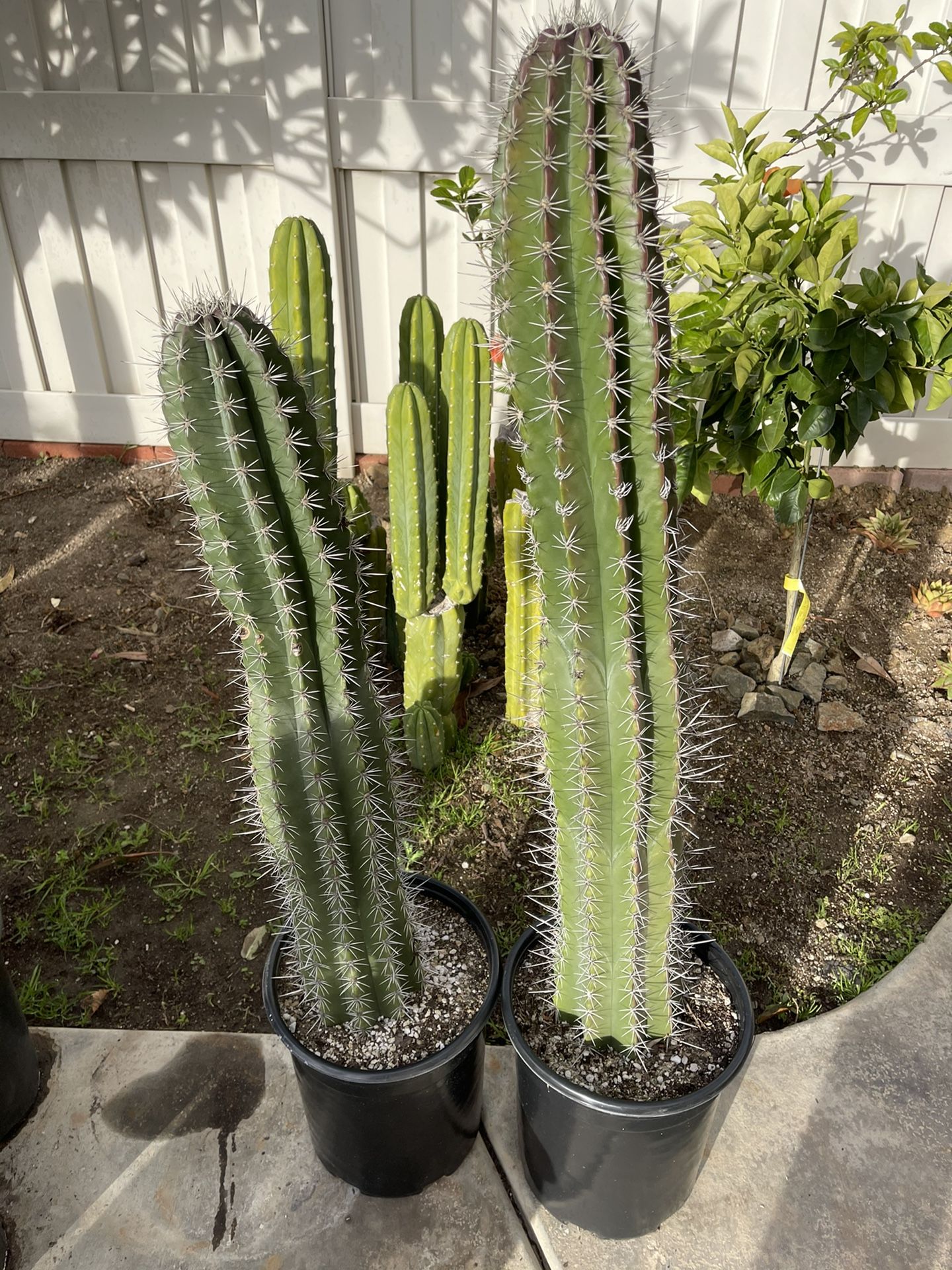 Large Cactus Plants for Sale in Spring Valley, CA OfferUp
