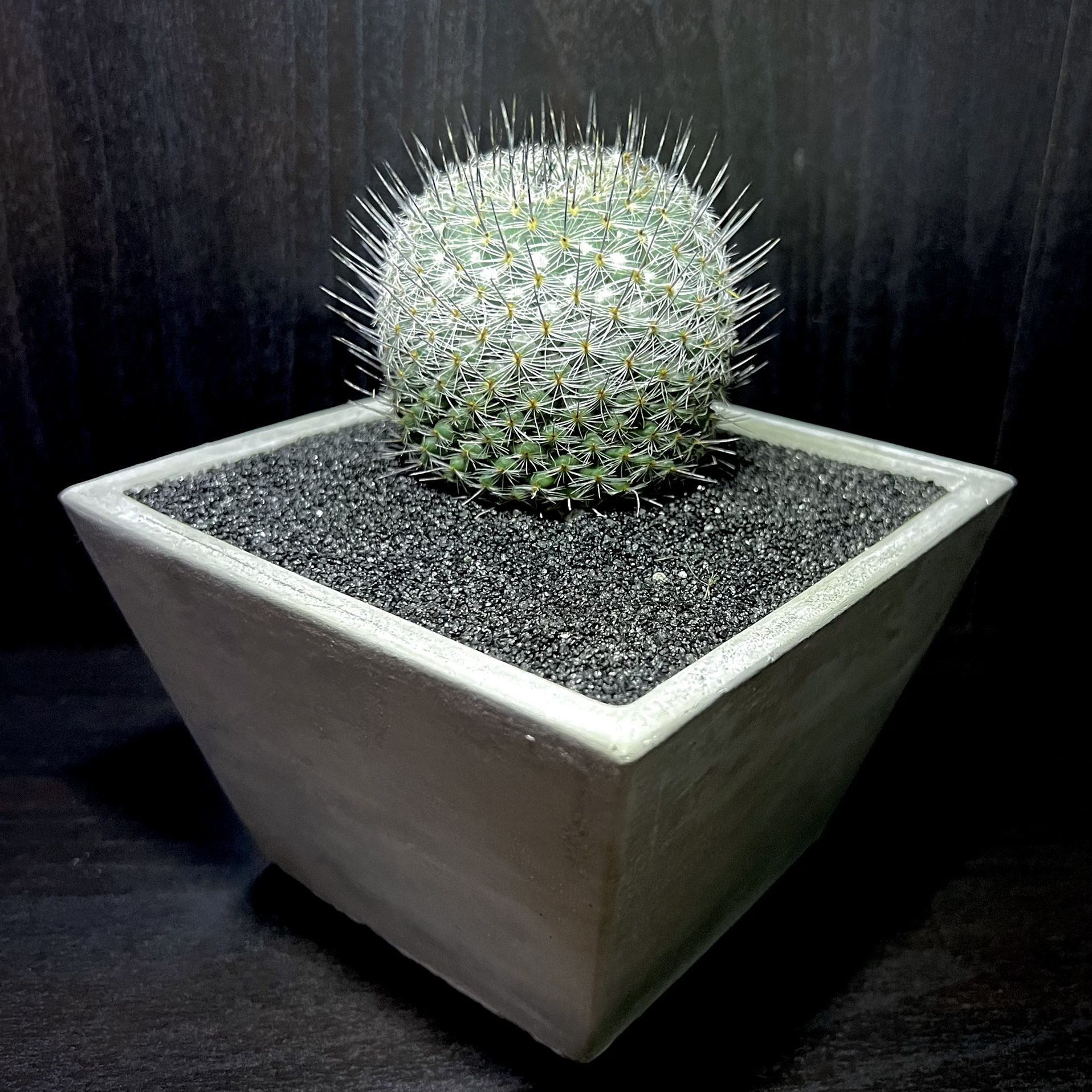 🌵 Barrel Cactus With Black Spikes In Cement Pot 🌵 