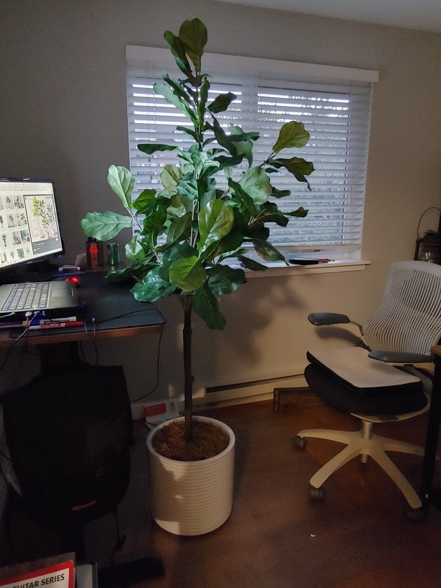 Fake Fiddly Fig Tree for Sale in Kenmore, WA OfferUp