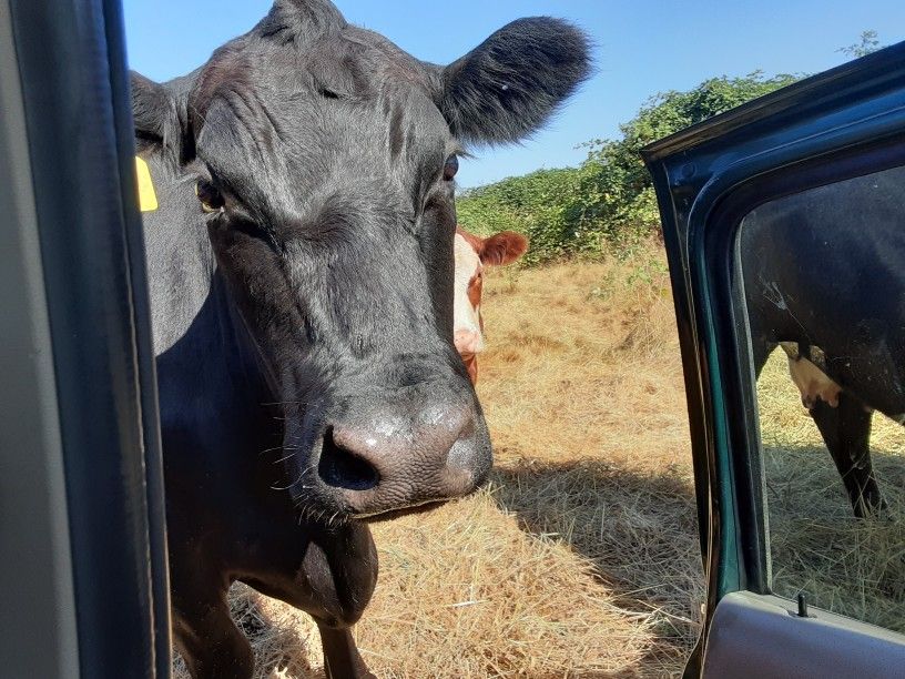 Grass Fed Beef