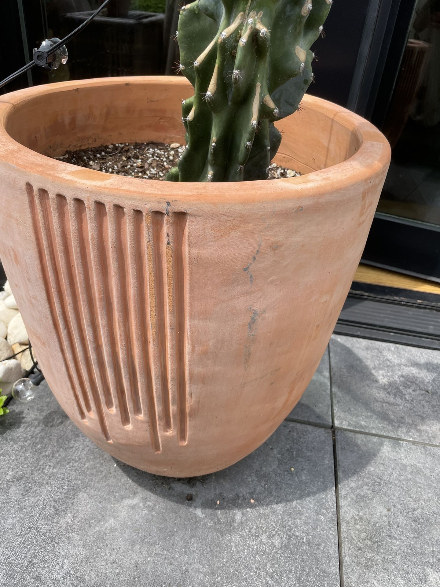 Large, beautiful Cactus (pot Included)