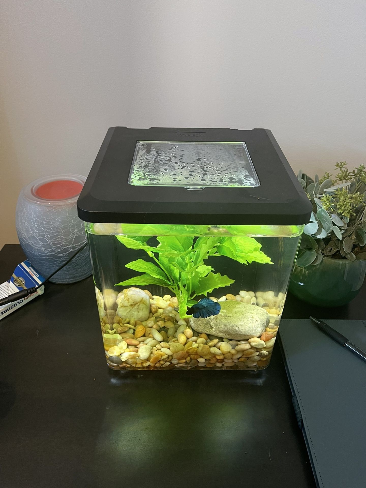 Betta Fish And Aquarium