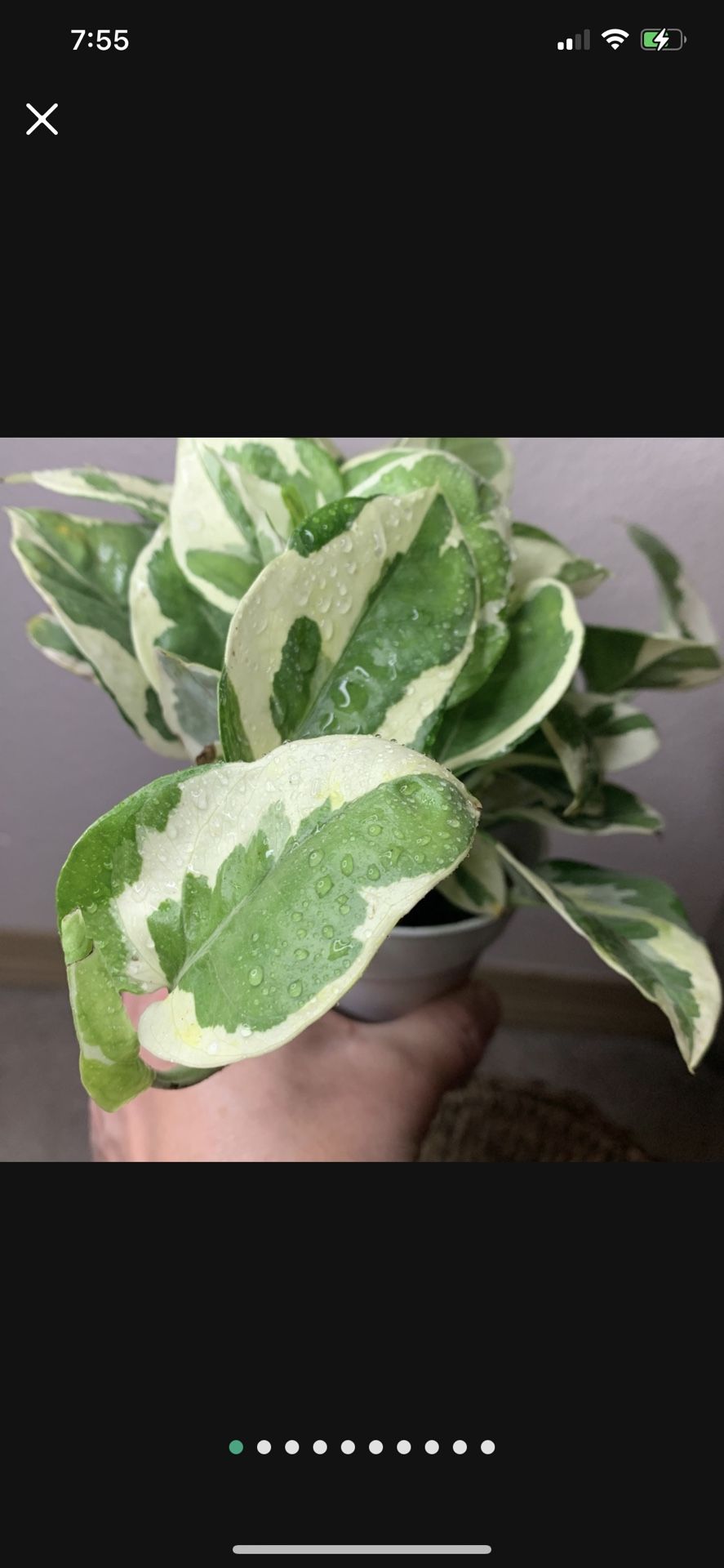Pearls And Jade Pothos