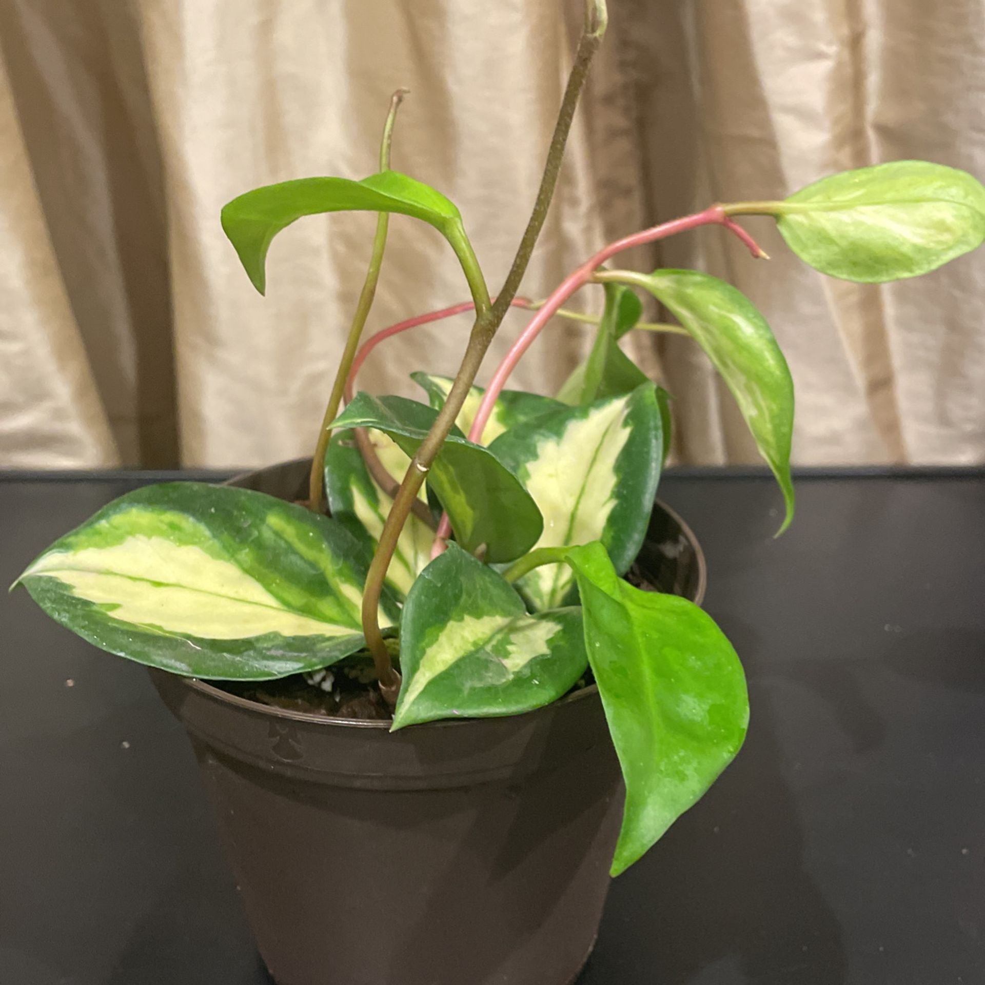 Hoya Krimson Princess Plant
