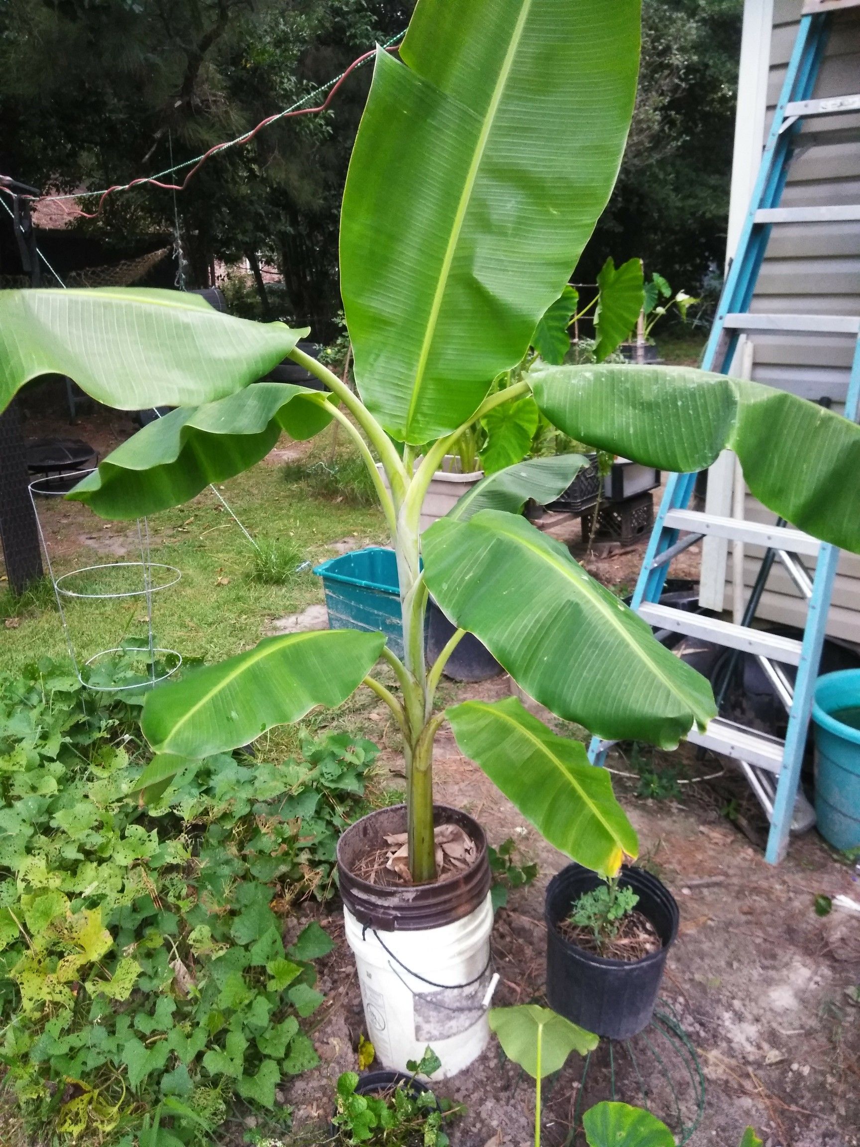 Plants Elephant Ears and Banana plants