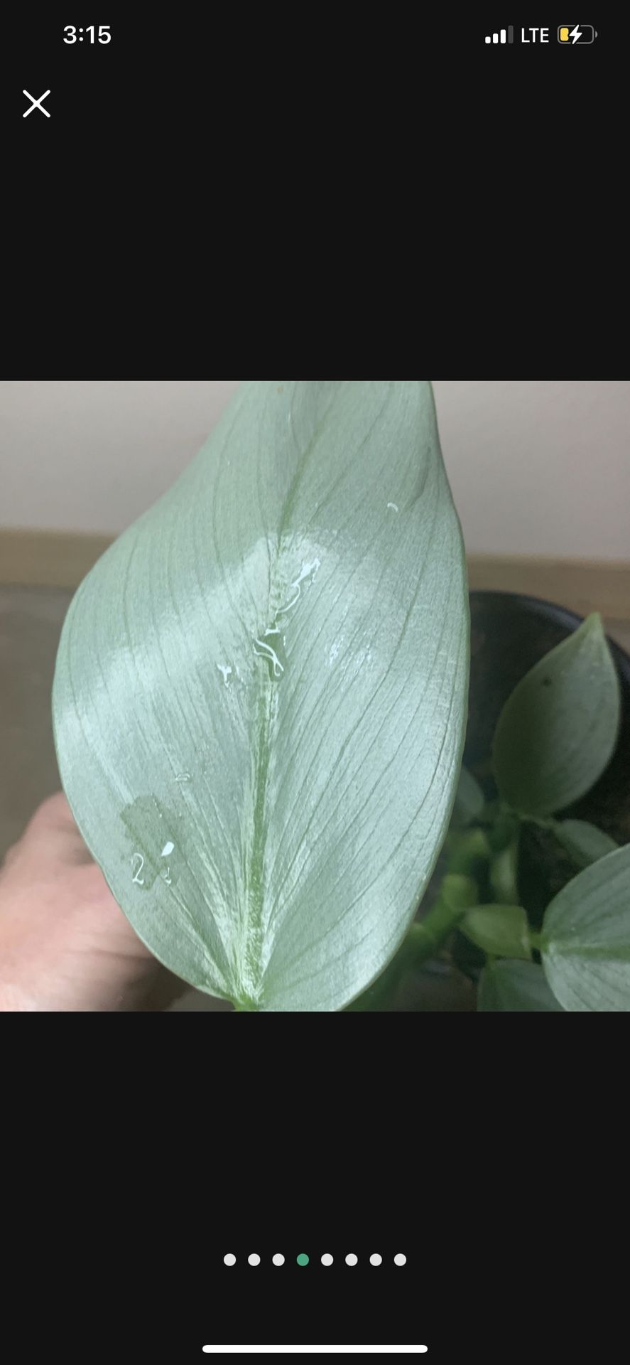Silver Sword Philodendron Hastatum