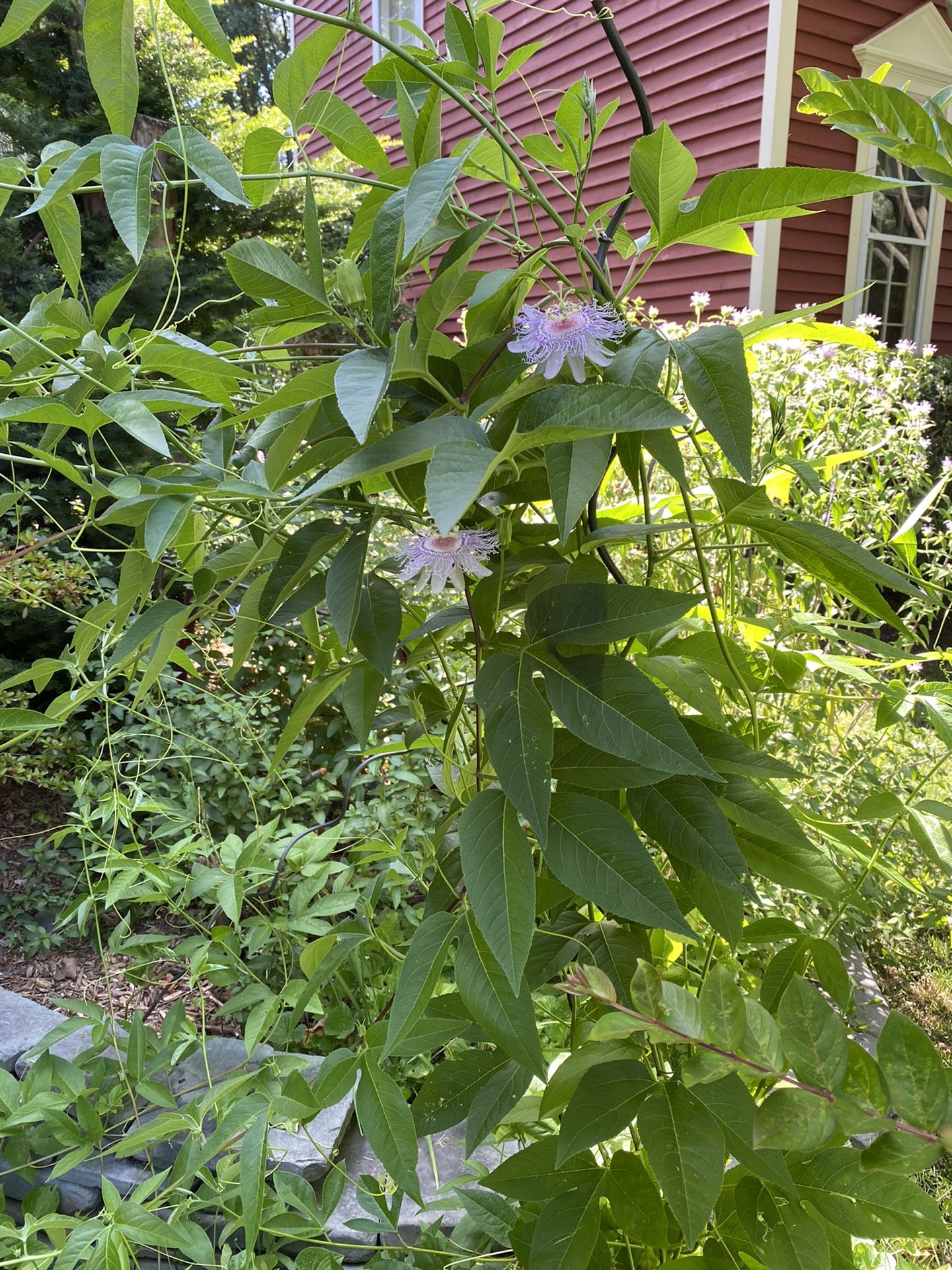 Passionflower Plant Live Starters