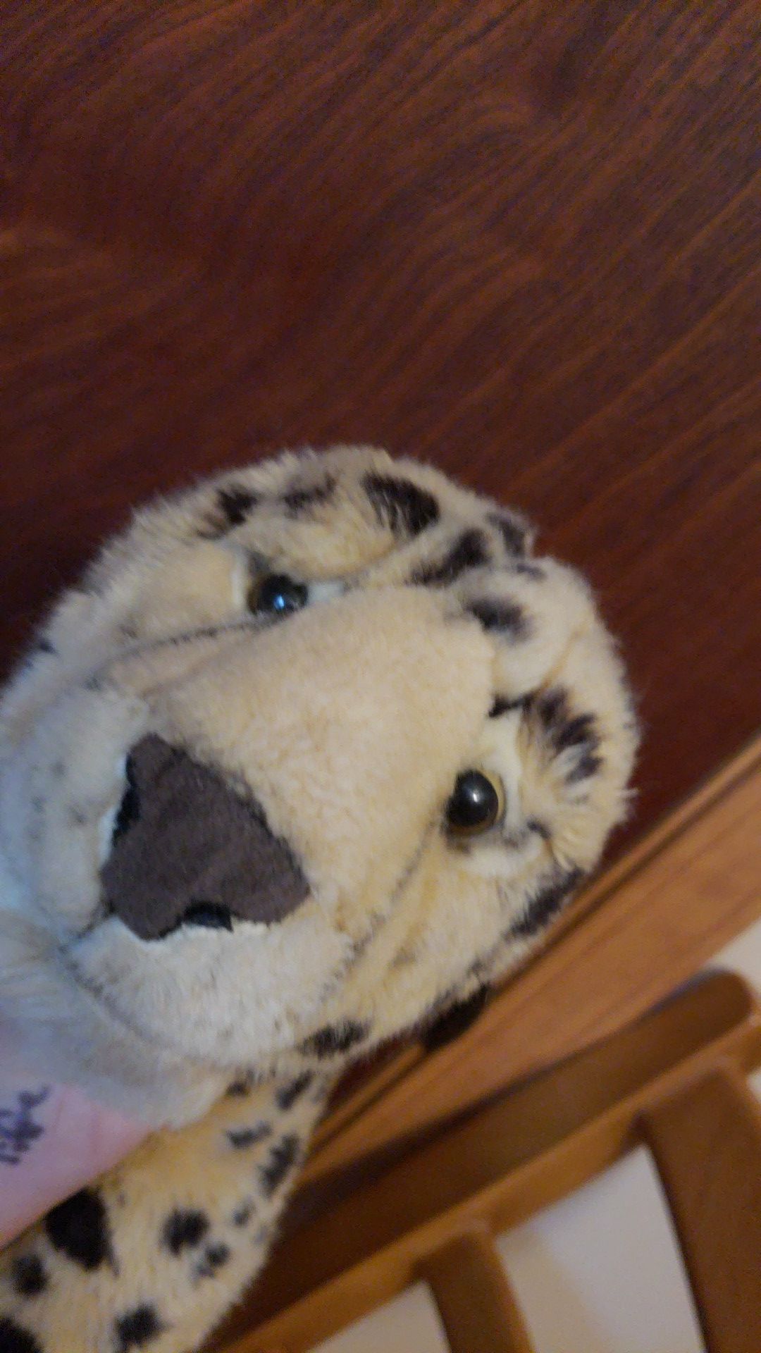 FAO cheetah