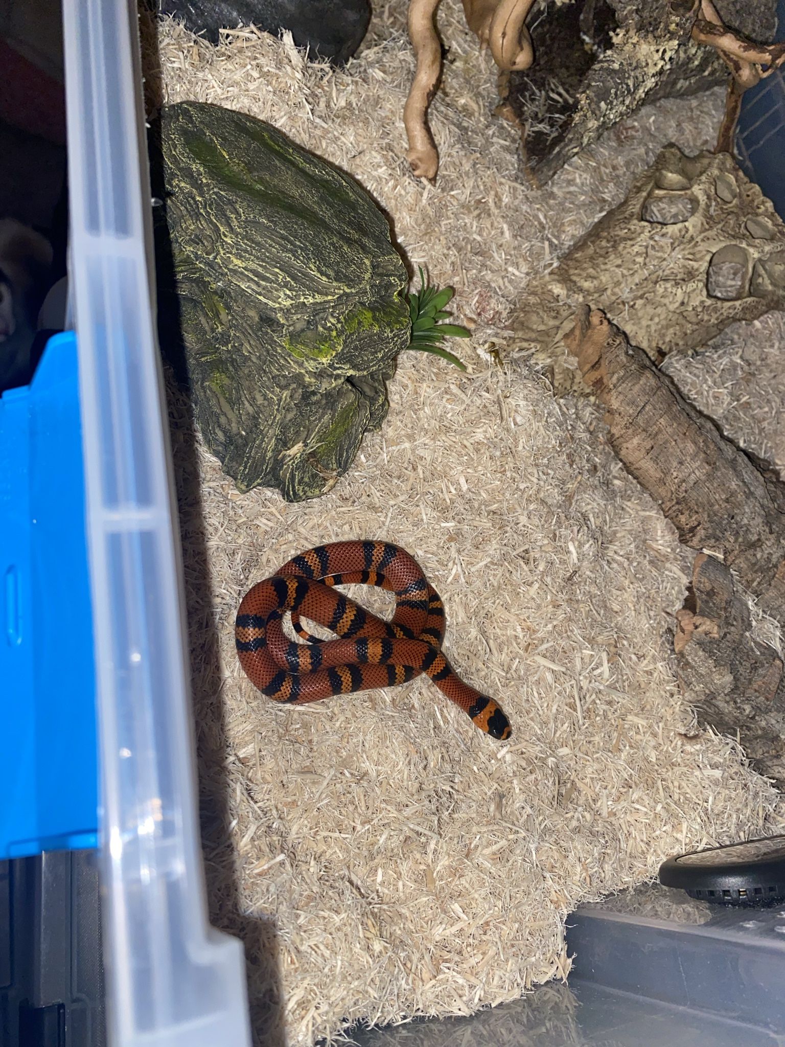 Milksnake Enclosure
