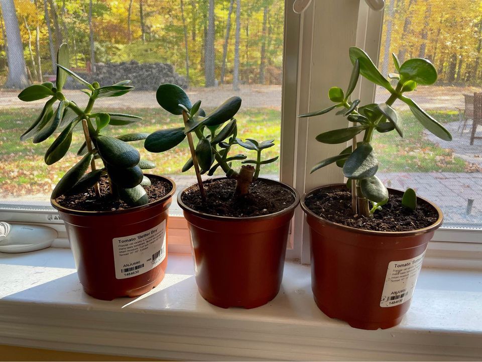 Jade Plants In 5.5” Plastic Pot