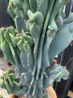 Large, beautiful Cactus (pot Included)  Thumbnail