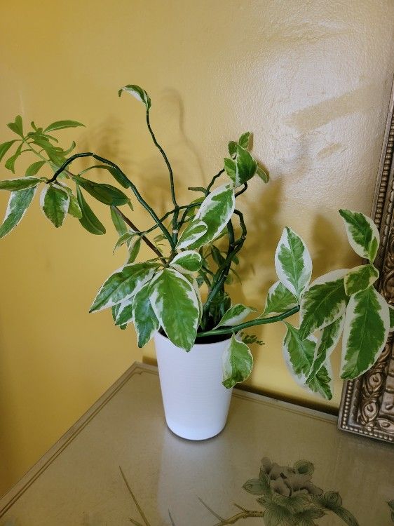 Potted Plants