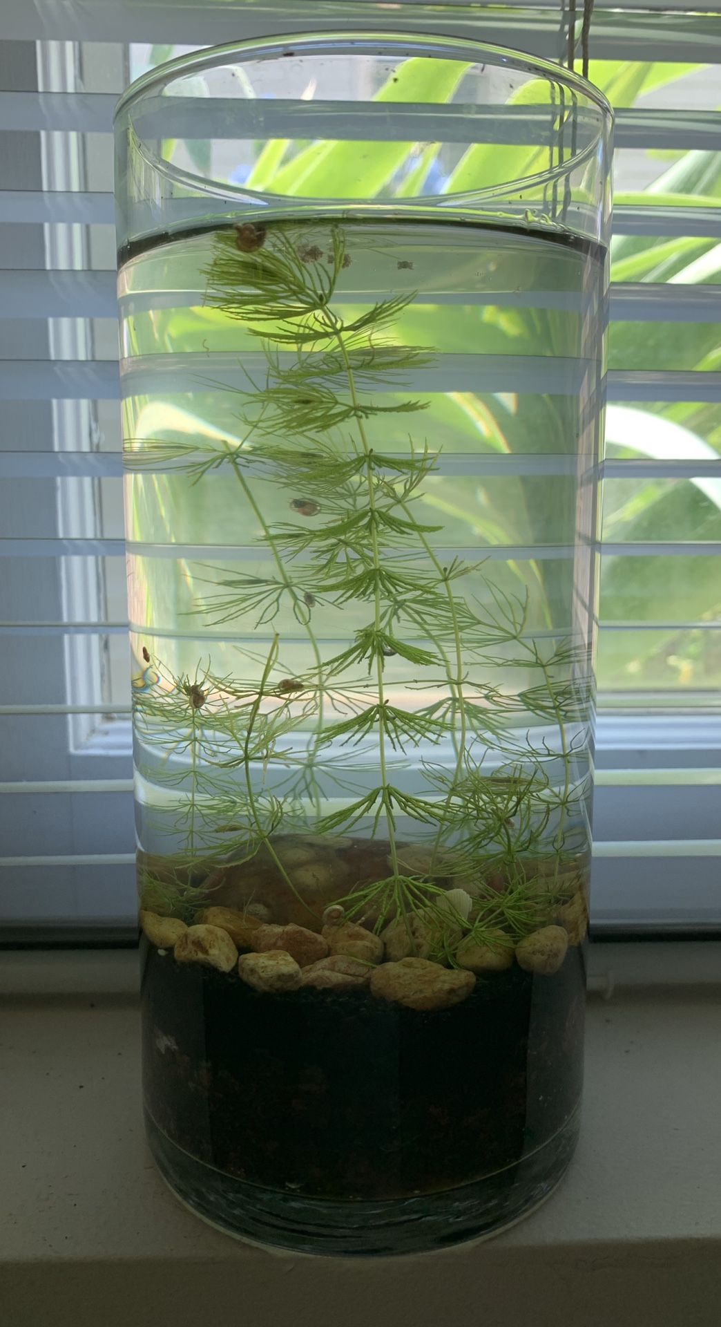Small Snail Vase Tank