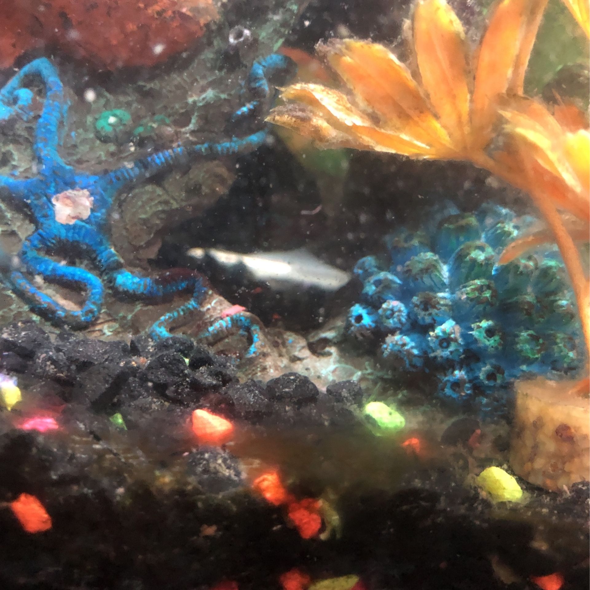 10 Gallon Fish Tank Whit Stand And 1 Fish Cichlid,With 5 Brand New Filter Whit Decorations .