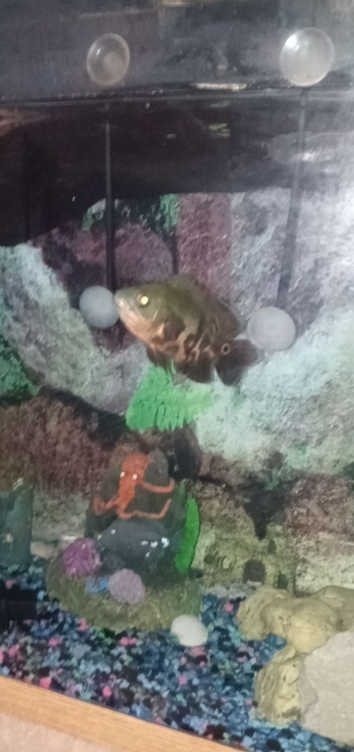 Fish Tank & Fish