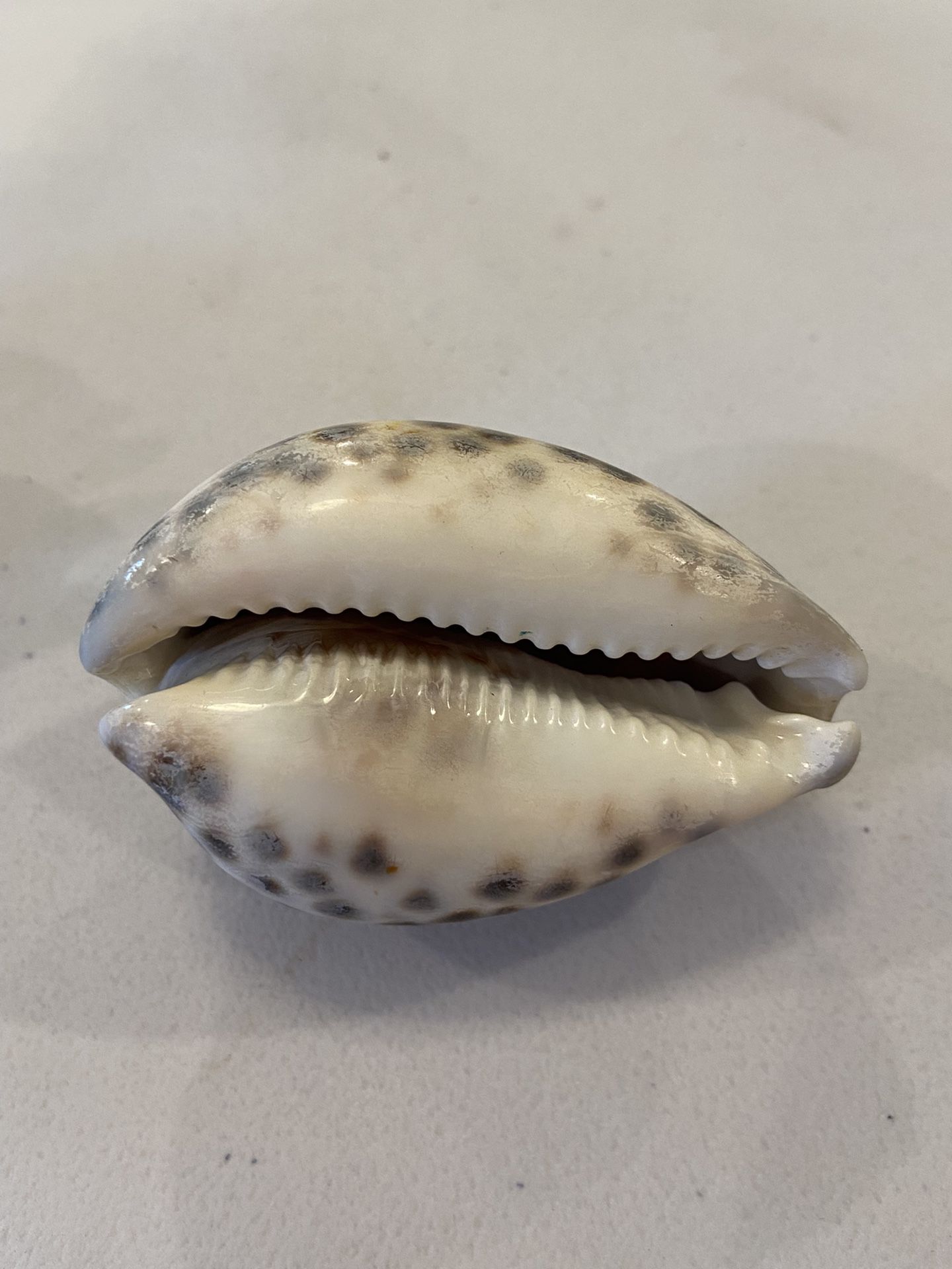 2 Beautiful Natural Sea Shells. Each Are About 3-4in X 2in