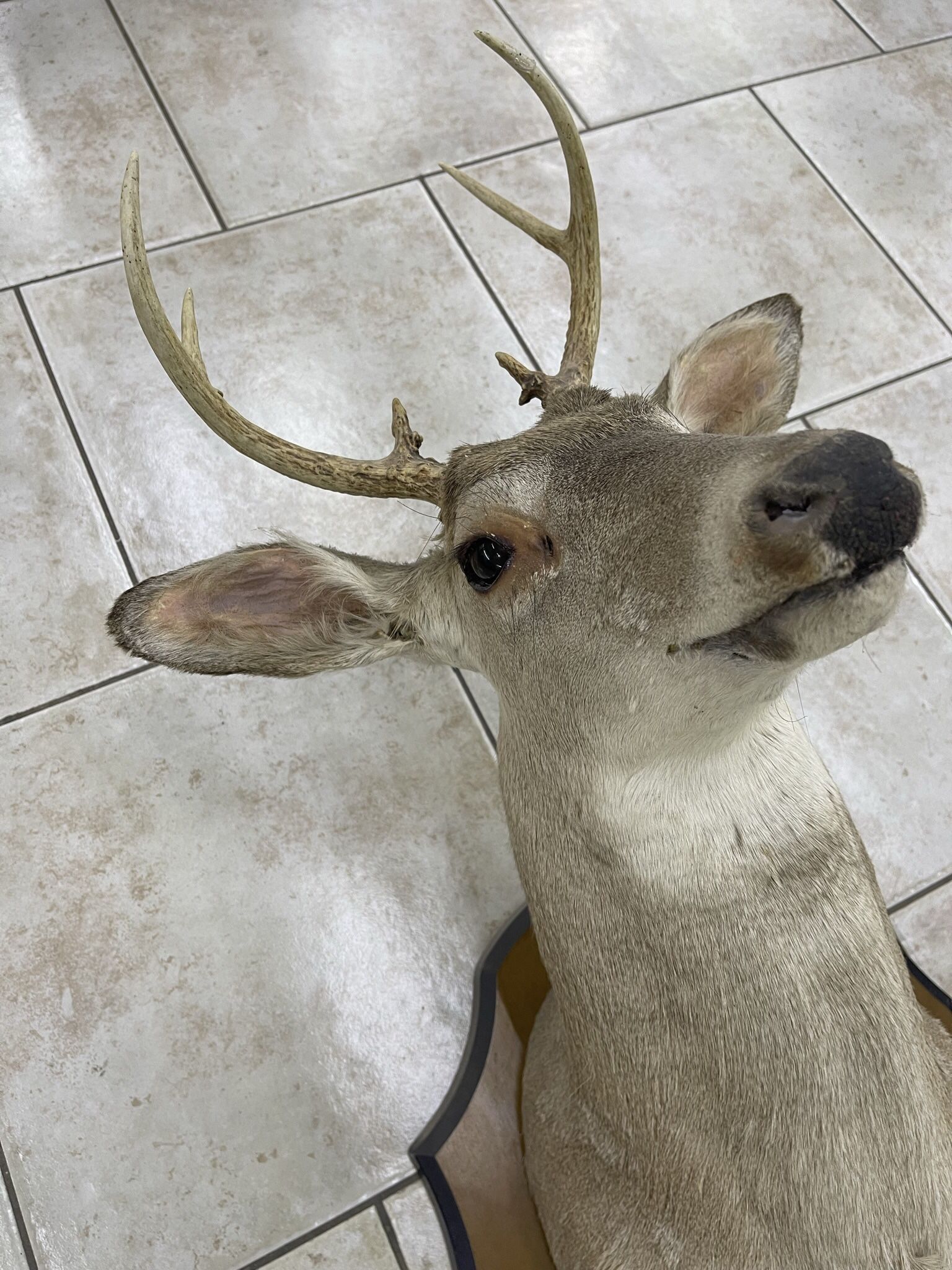 Cabeza De Venado