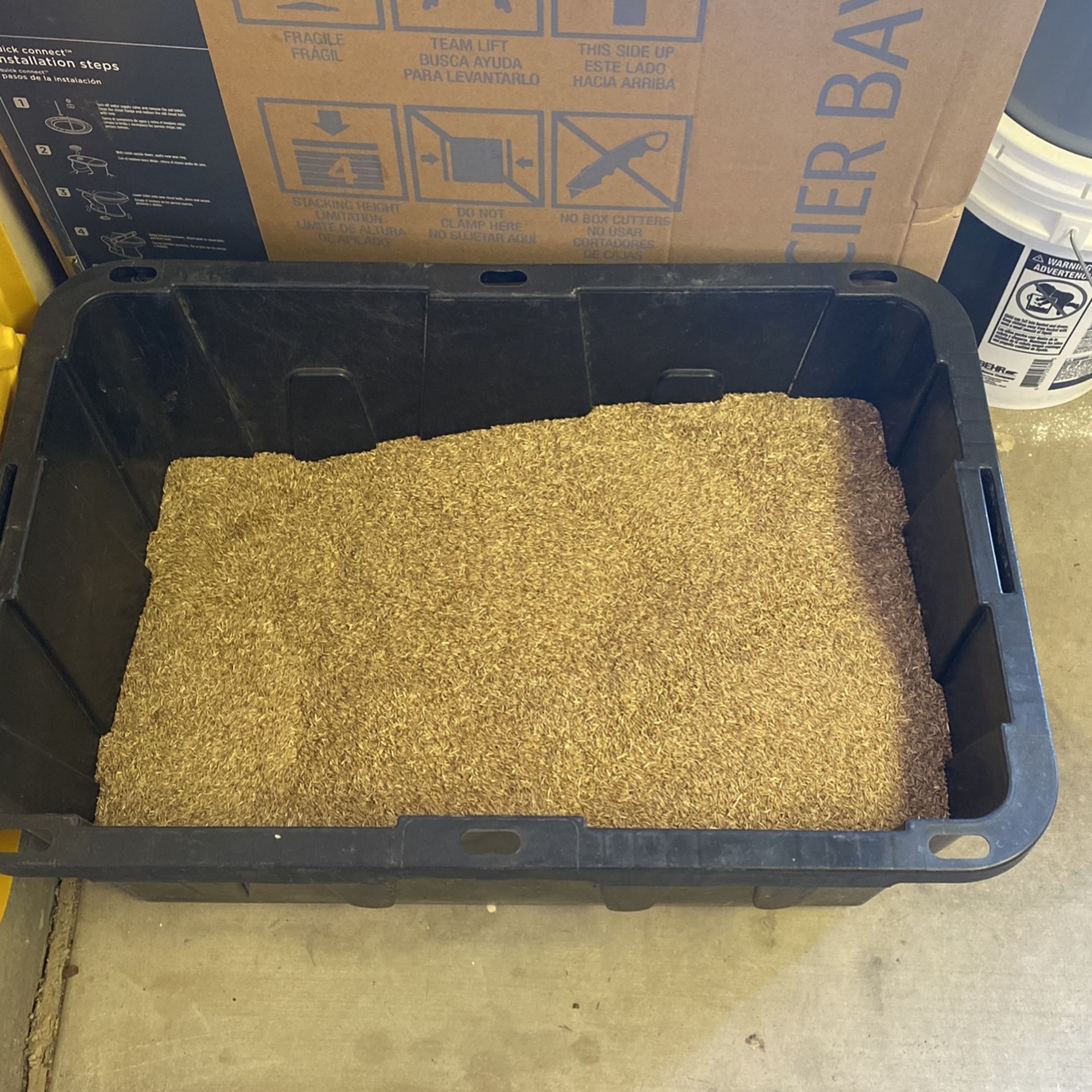 Gulf Annual Rye Grass