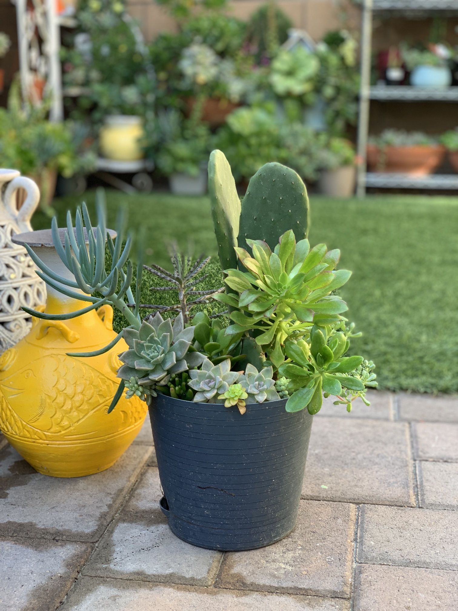 Assorted Succulent Plants Buy 5pots And Get 1 Pot Free